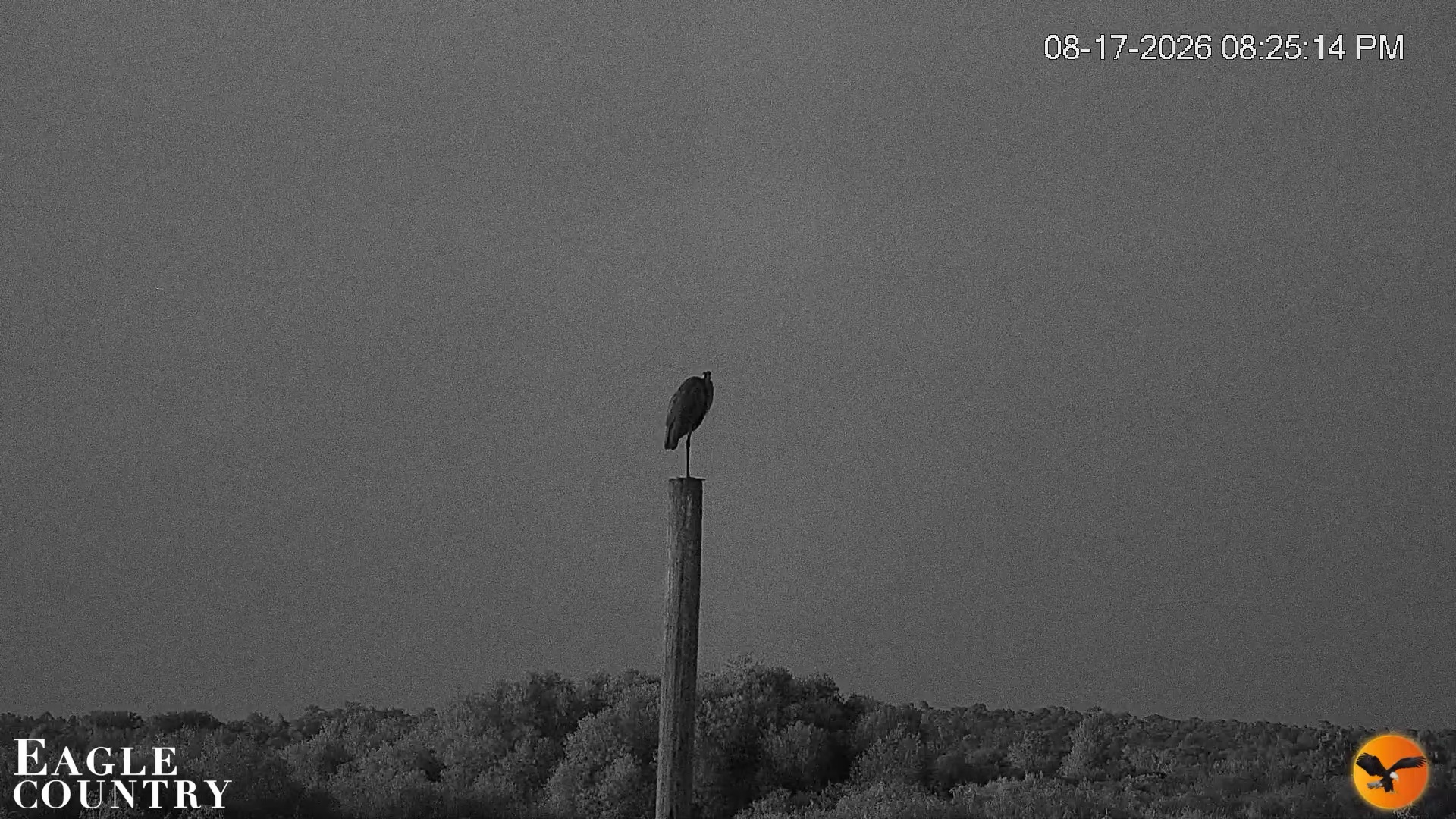 Snapshot of Southwest Florida River Wildlife Live Cams taken Aug 17, 2026, 8:25pm EDT