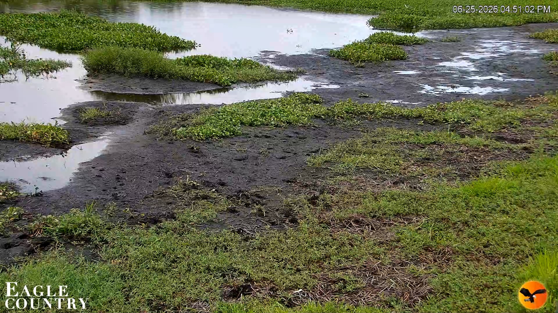 Snapshot of Southwest Florida River Wildlife Live Cams taken Jun 25, 2026, 4:51pm EDT