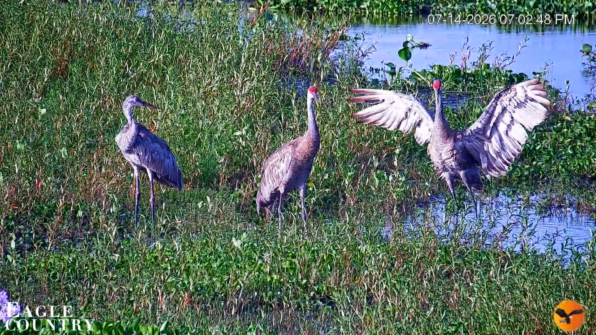 Snapshot of Southwest Florida River Wildlife Live Cams taken Jul 14, 2026, 7:05pm EDT