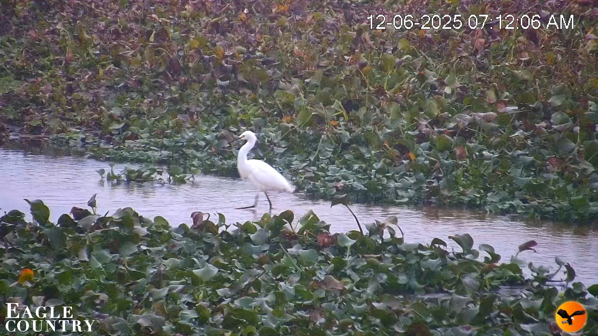Snapshot of Southwest Florida River Wildlife Live Cams taken Dec 6, 2025, 7:13am EST