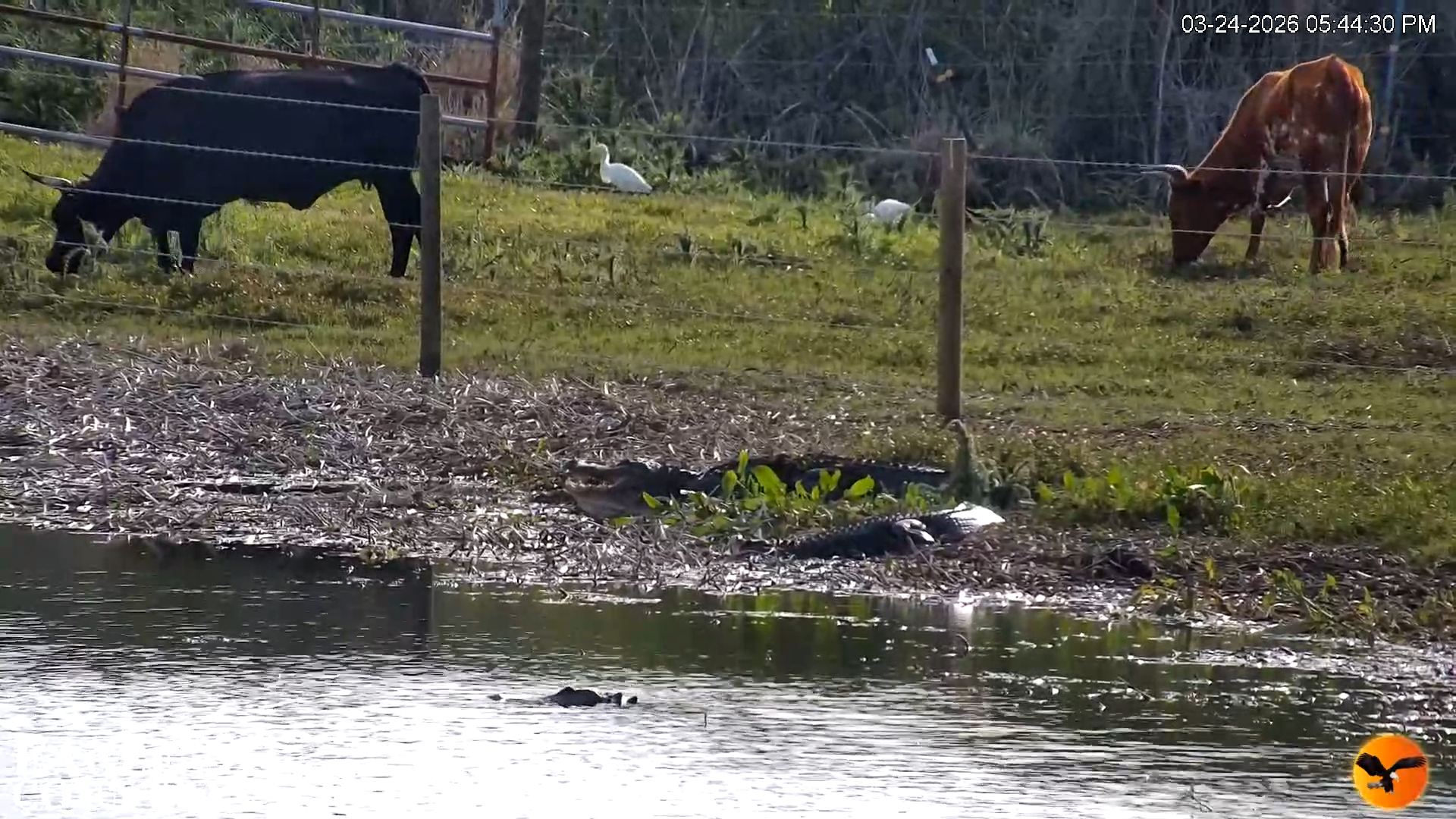 Snapshot of Southwest Florida River Wildlife Live Cams taken Mar 24, 2026, 7:10pm EDT