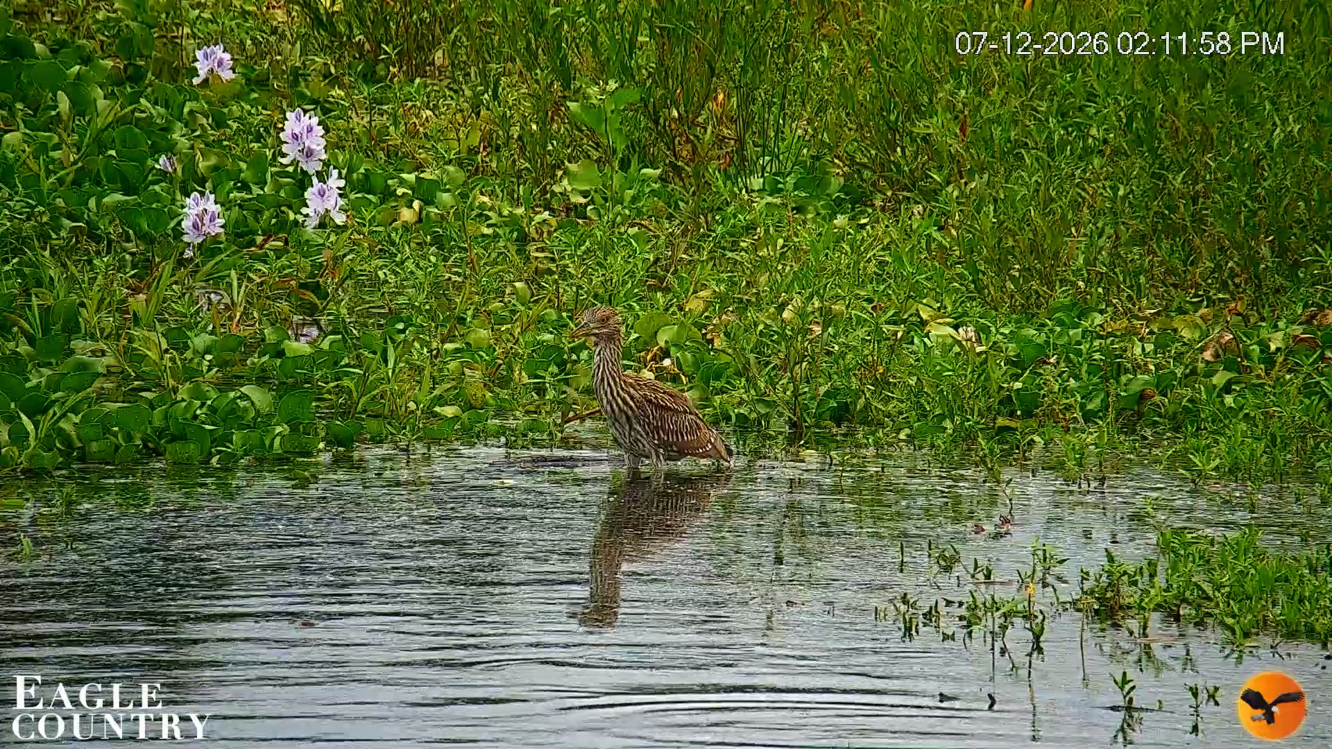 Snapshot of Southwest Florida River Wildlife Live Cams taken Jul 12, 2026, 5:32pm EDT