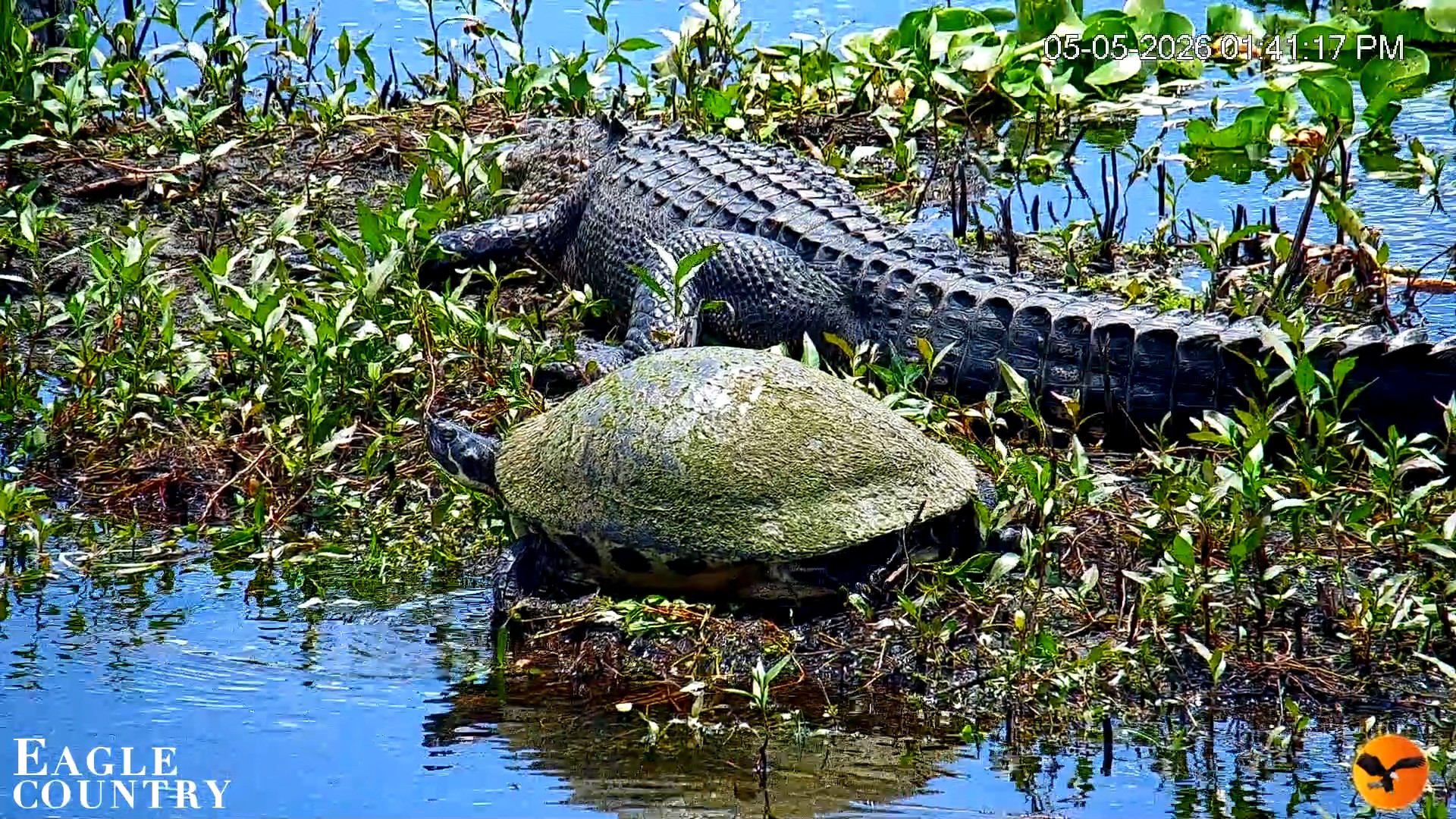 Snapshot of Southwest Florida River Wildlife Live Cams taken May 5, 2026, 1:42pm EDT