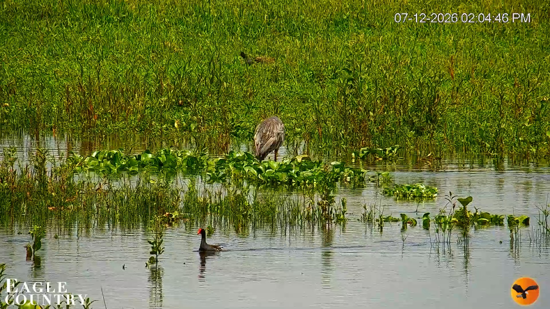 Snapshot of Southwest Florida River Wildlife Live Cams taken Jul 12, 2026, 2:06pm EDT