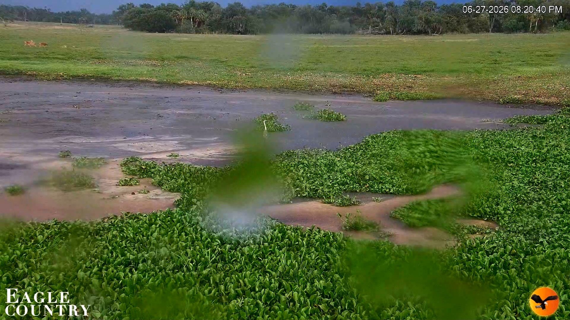 Snapshot of Southwest Florida River Wildlife Live Cams taken Jun 27, 2026, 8:21pm EDT