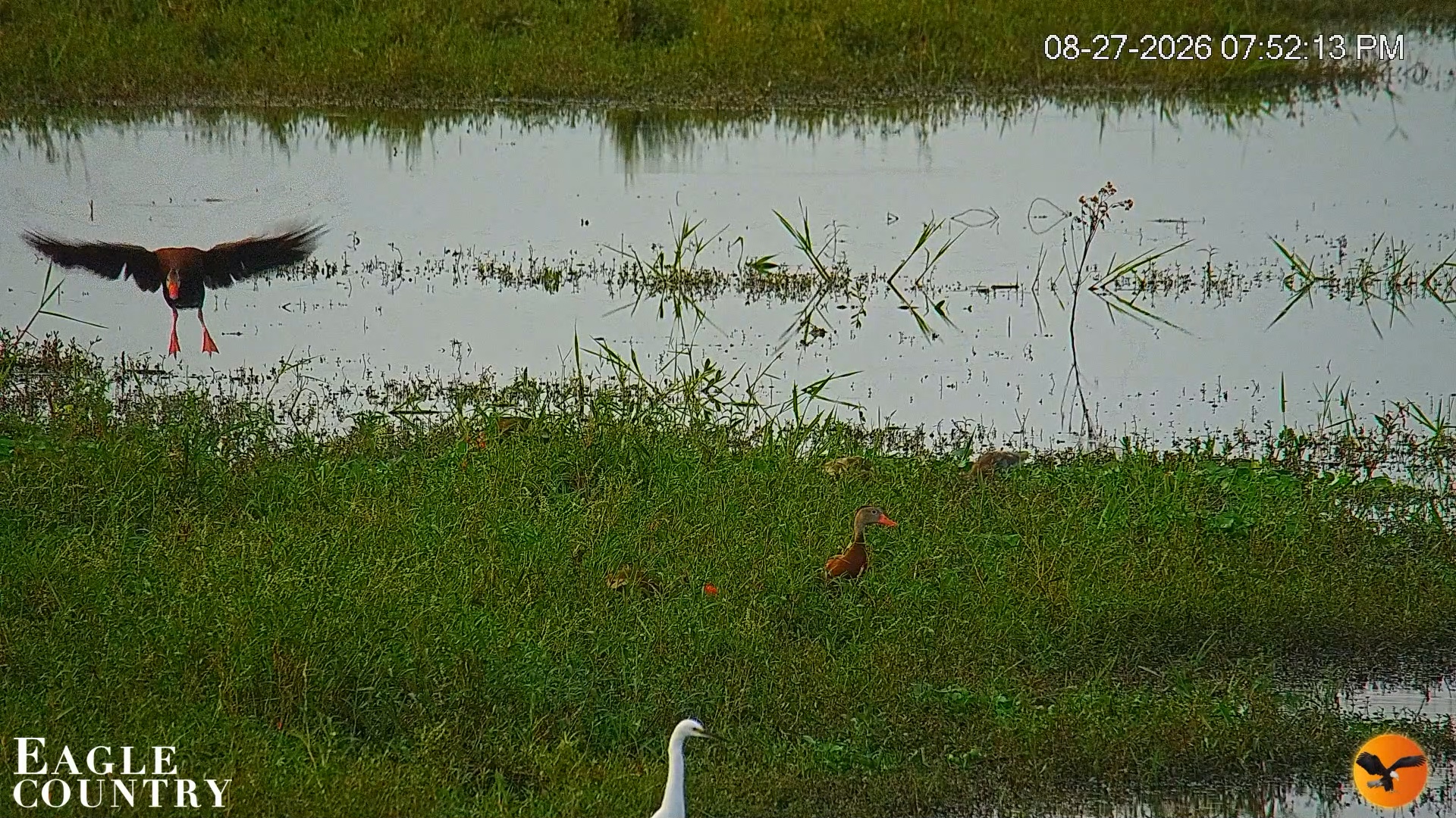 Snapshot of Southwest Florida River Wildlife Live Cams taken Aug 27, 2026, 8:27pm EDT