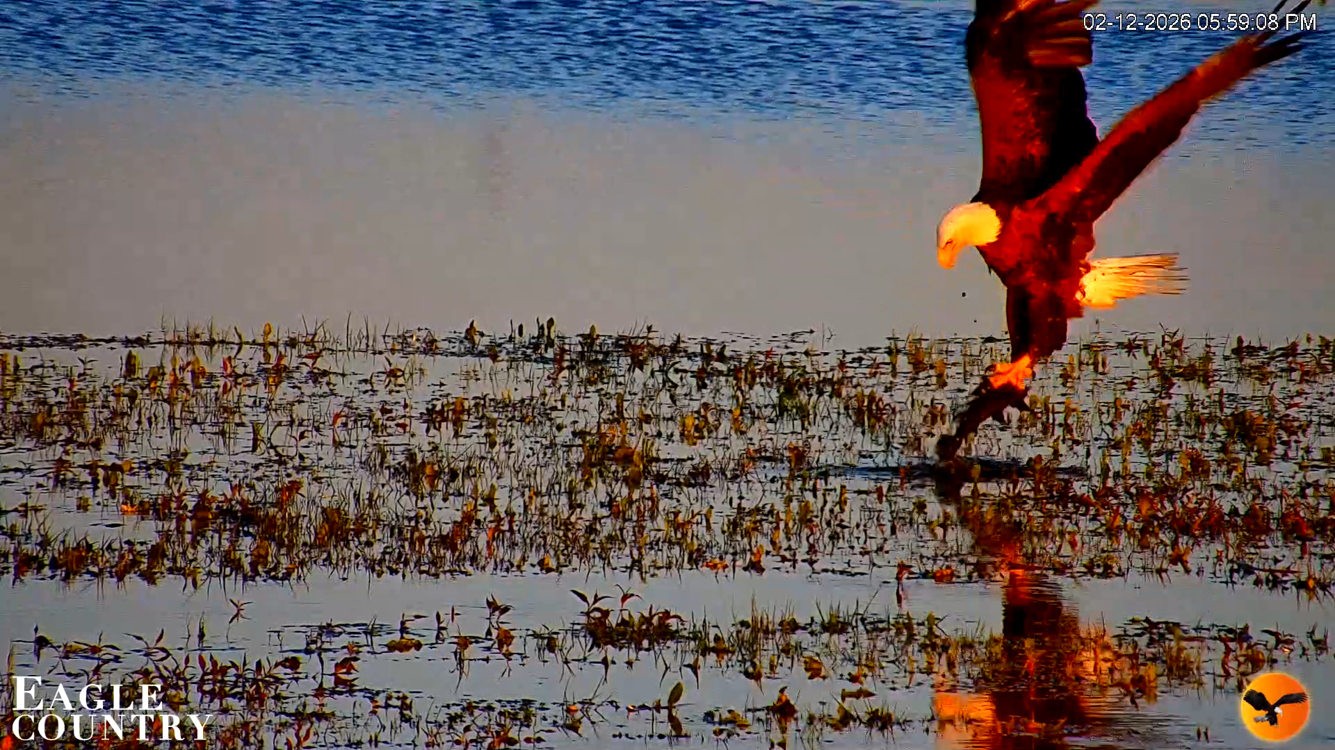 Snapshot of Southwest Florida River Wildlife Live Cams taken Feb 12, 2026, 6:00pm EST