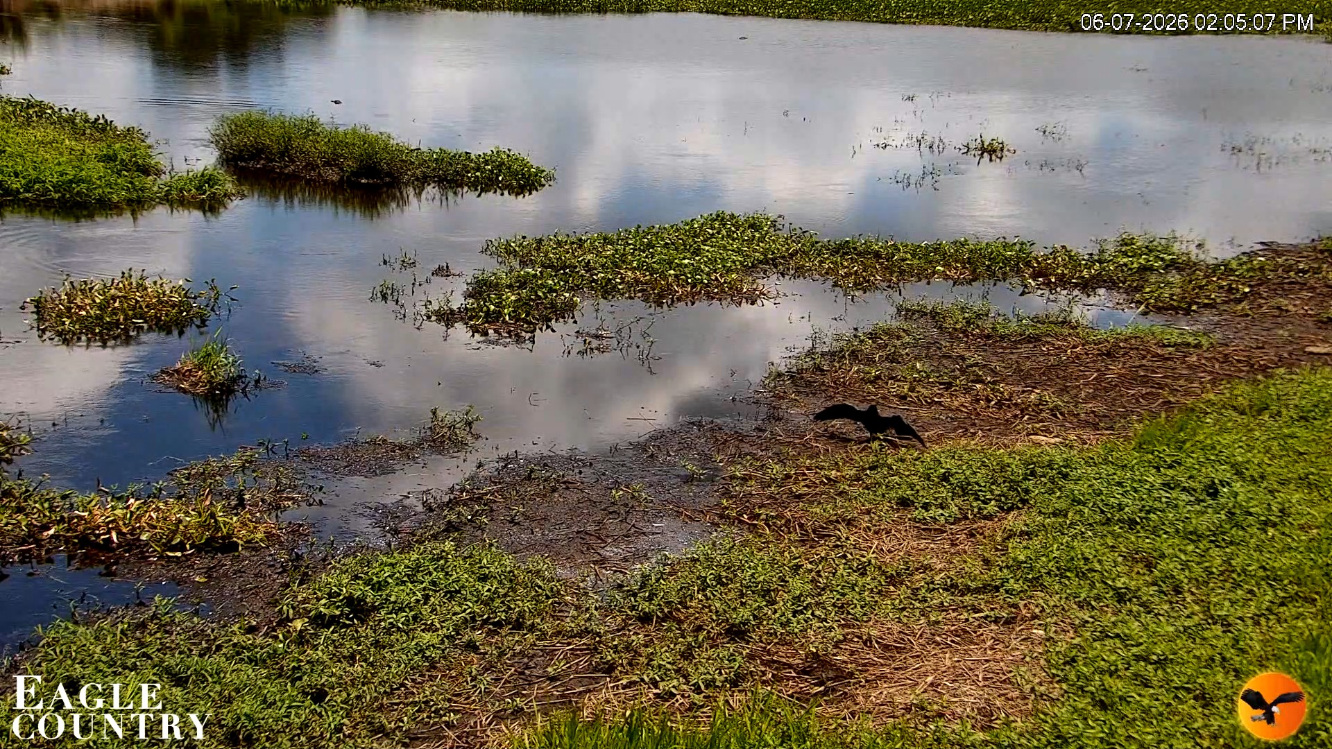 Snapshot of Southwest Florida River Wildlife Live Cams taken Jun 7, 2026, 2:05pm EDT
