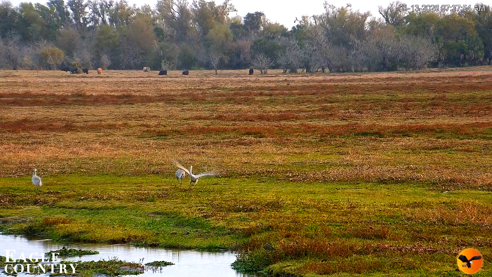 Snapshot of Southwest Florida River Wildlife Live Cams taken Jan 13, 2026, 7:39am EST
