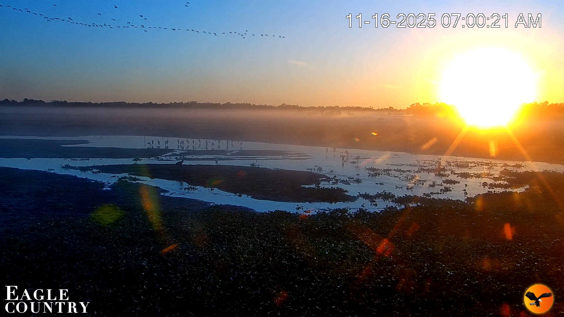 Snapshot of Southwest Florida River Wildlife Live Cams taken Nov 16, 2025, 7:01am EST