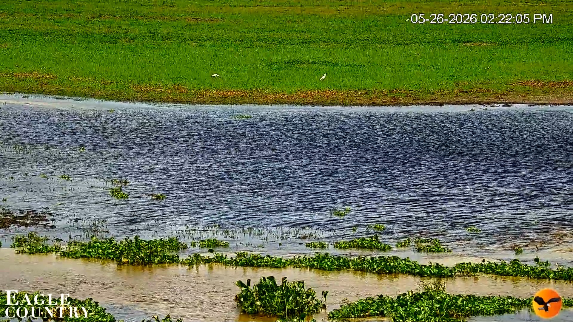 Snapshot of Southwest Florida River Wildlife Live Cams taken May 26, 2026, 2:22pm EDT