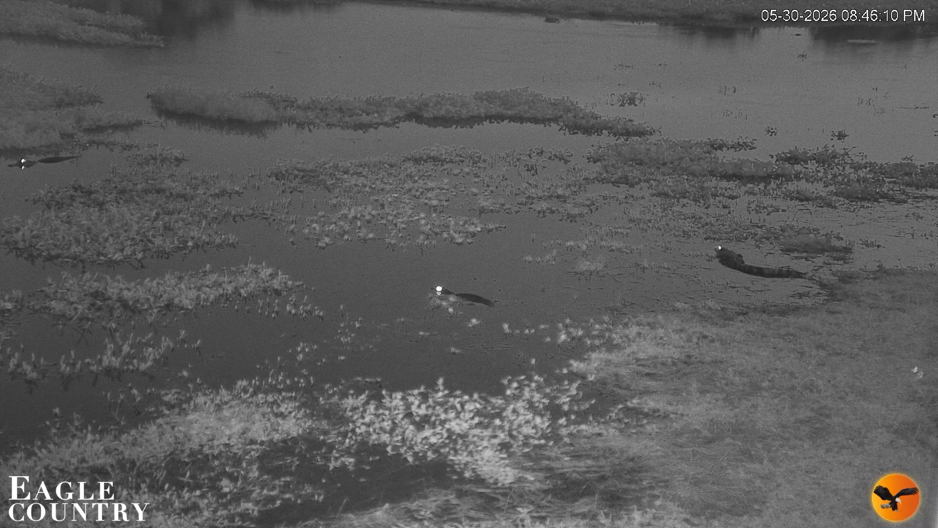 Snapshot of Southwest Florida River Wildlife Live Cams taken May 30, 2026, 8:47pm EDT