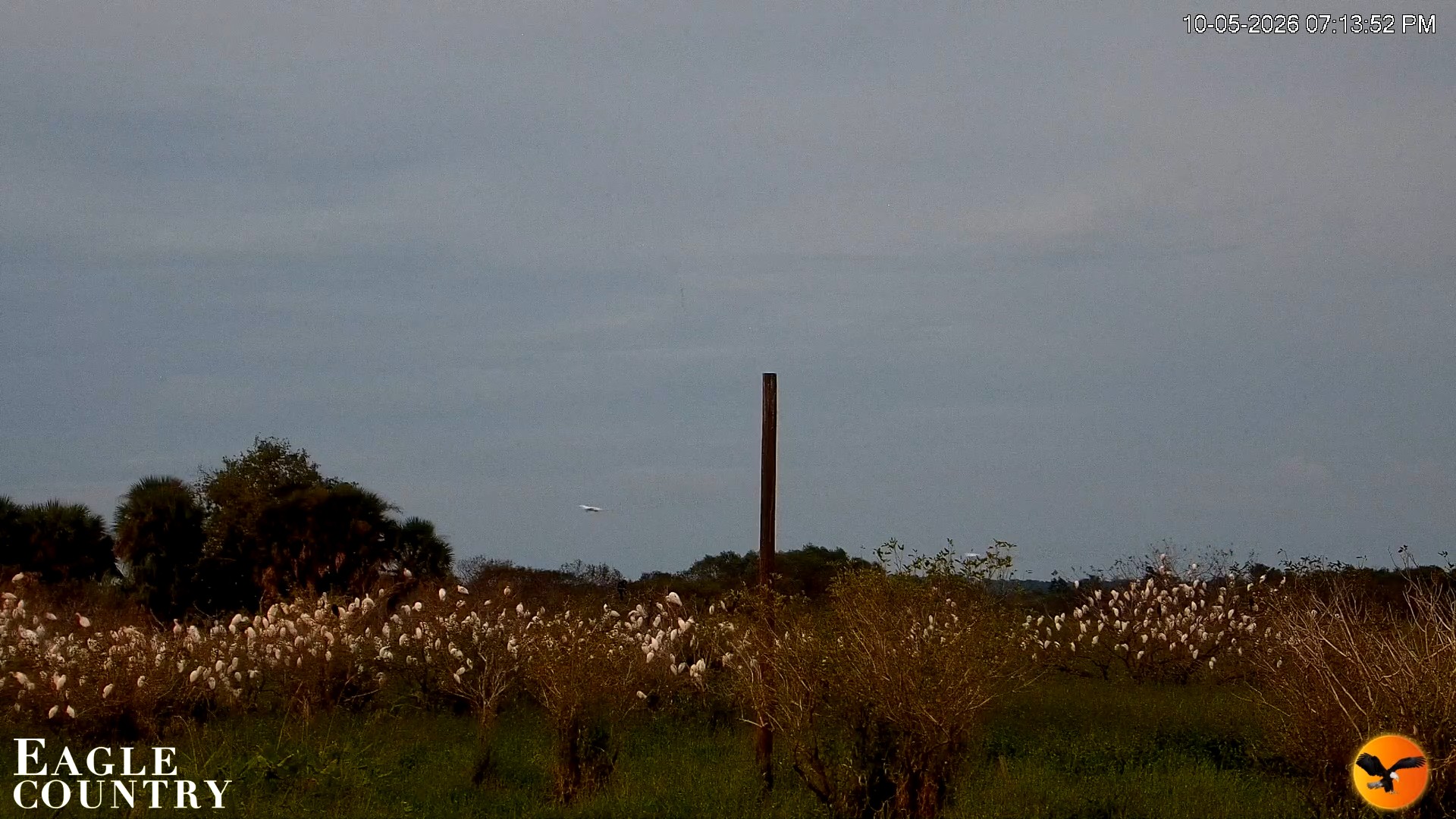 Snapshot of Southwest Florida River Wildlife Live Cams taken Oct 5, 2026, 7:13pm EDT