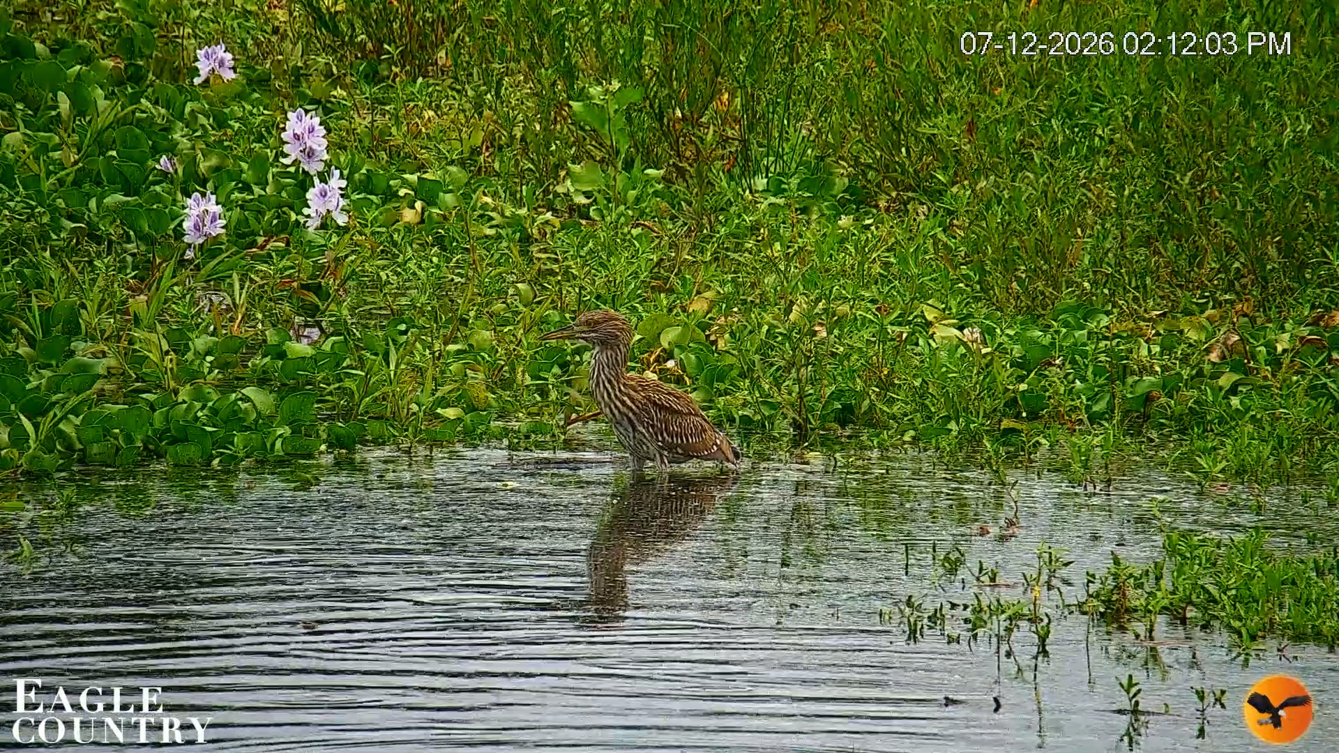Snapshot of Southwest Florida River Wildlife Live Cams taken Jul 12, 2026, 2:13pm EDT
