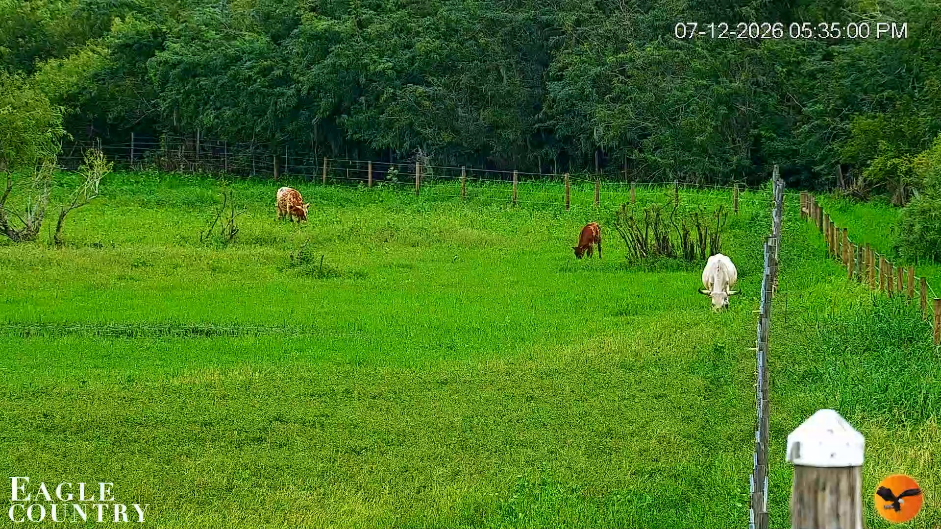 Snapshot of Southwest Florida River Wildlife Live Cams taken Jul 12, 2026, 5:36pm EDT