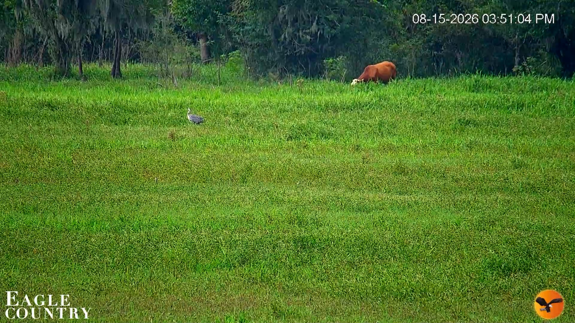Snapshot of Southwest Florida River Wildlife Live Cams taken Aug 15, 2026, 5:51pm EDT