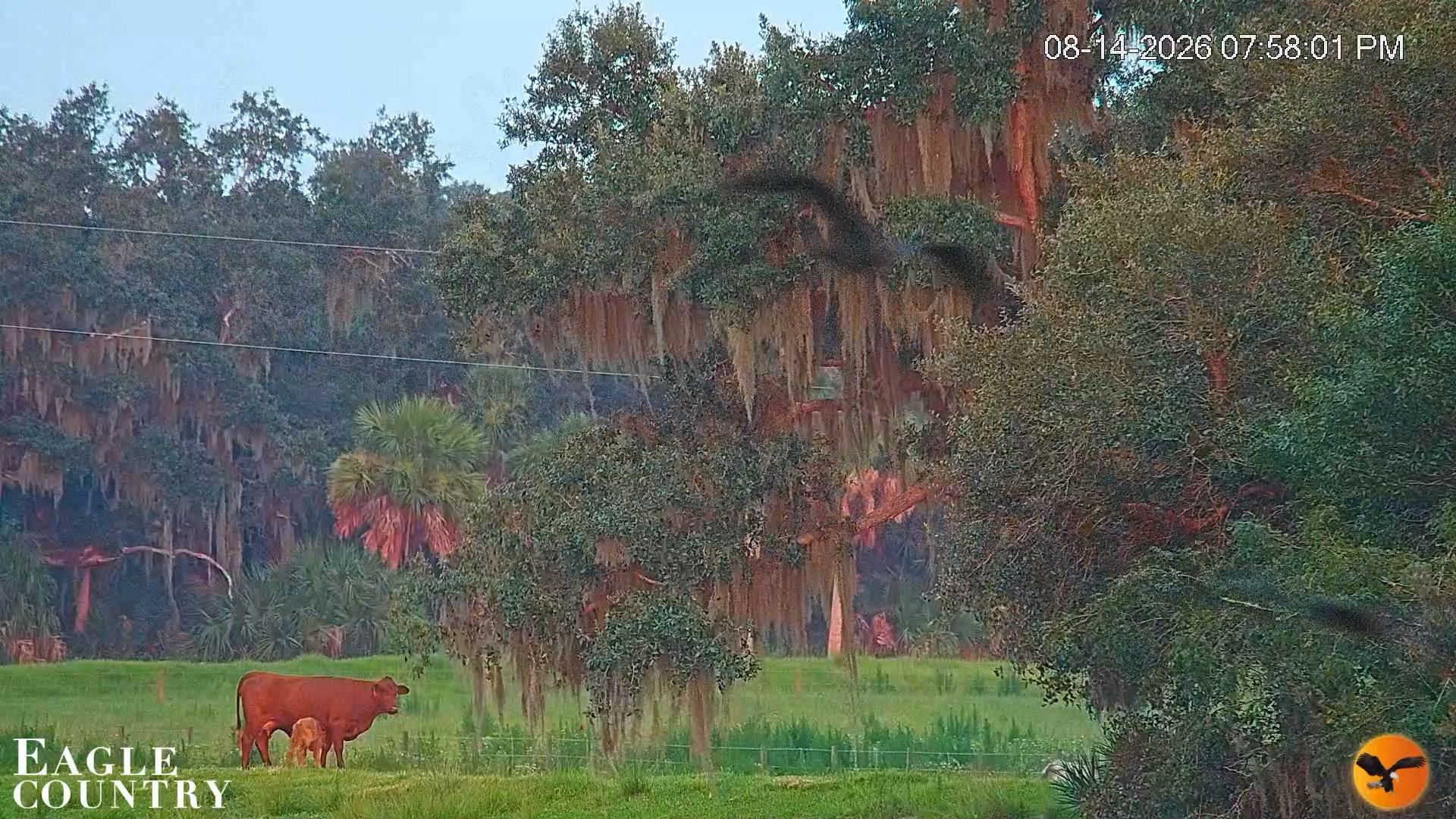 Snapshot of Southwest Florida River Wildlife Live Cams taken Aug 14, 2026, 9:19pm EDT