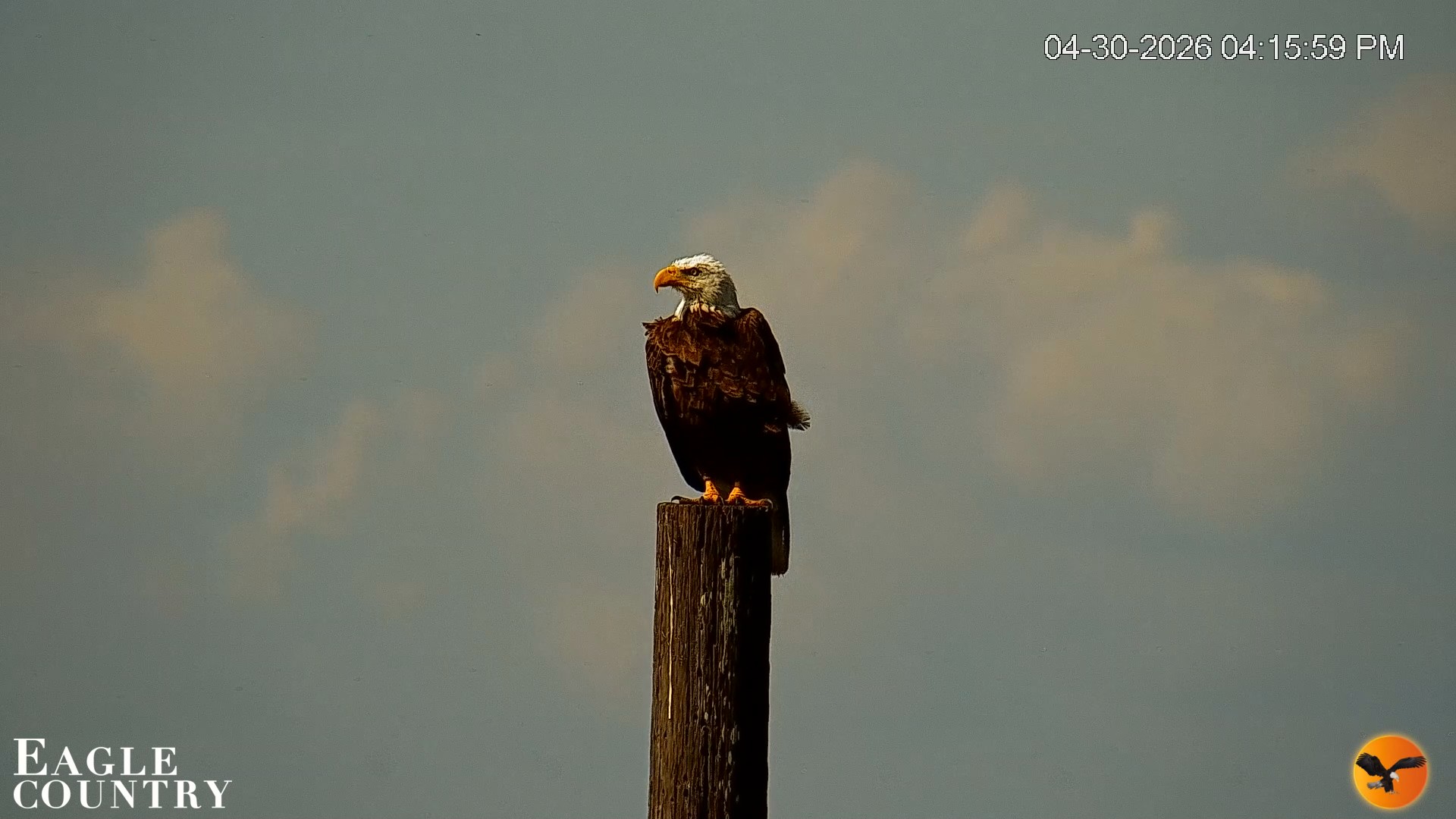 Snapshot of Southwest Florida River Wildlife Live Cams taken Apr 30, 2026, 4:16pm EDT