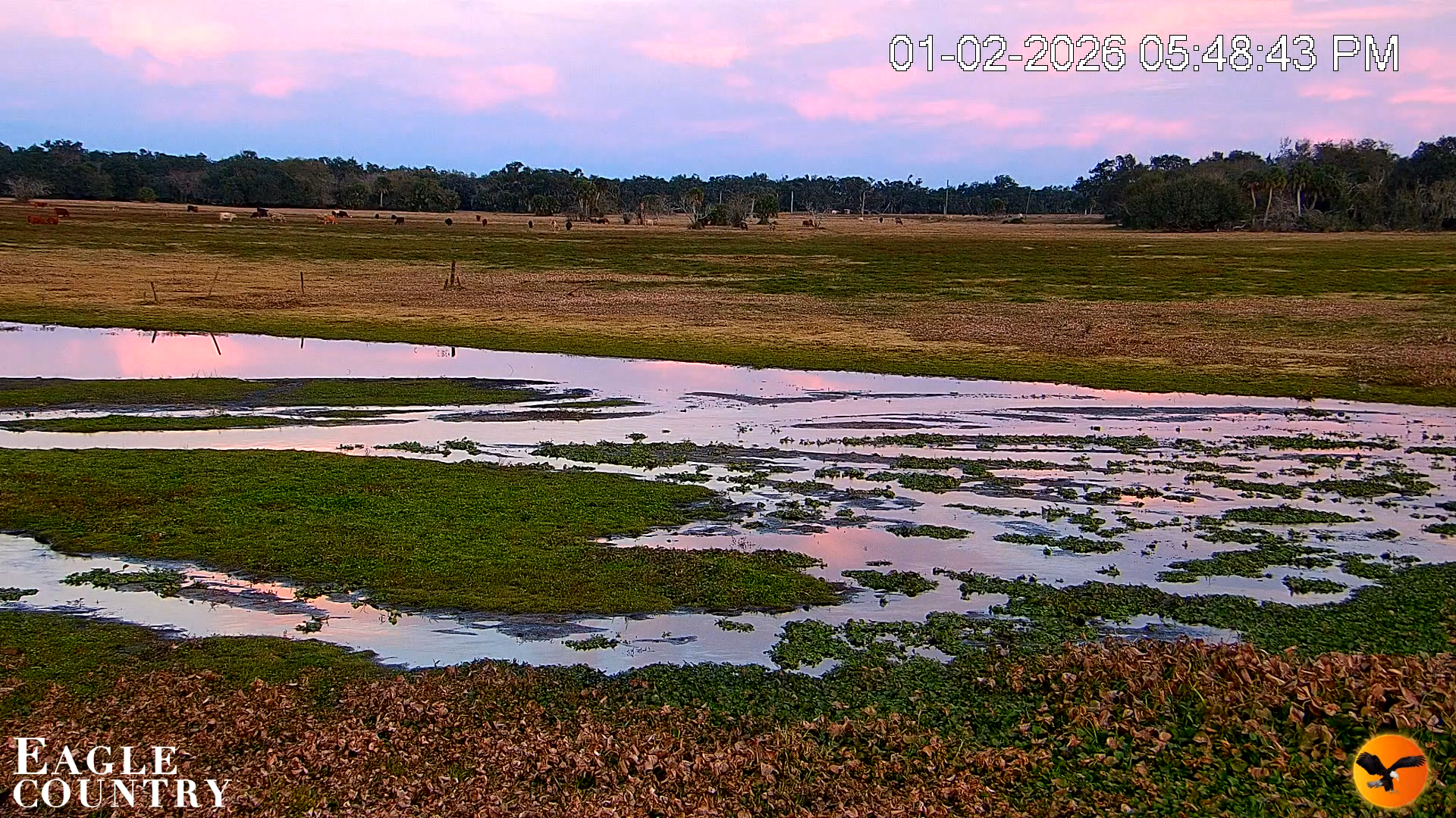Snapshot of Southwest Florida River Wildlife Live Cams taken Jan 2, 2026, 5:49pm EST