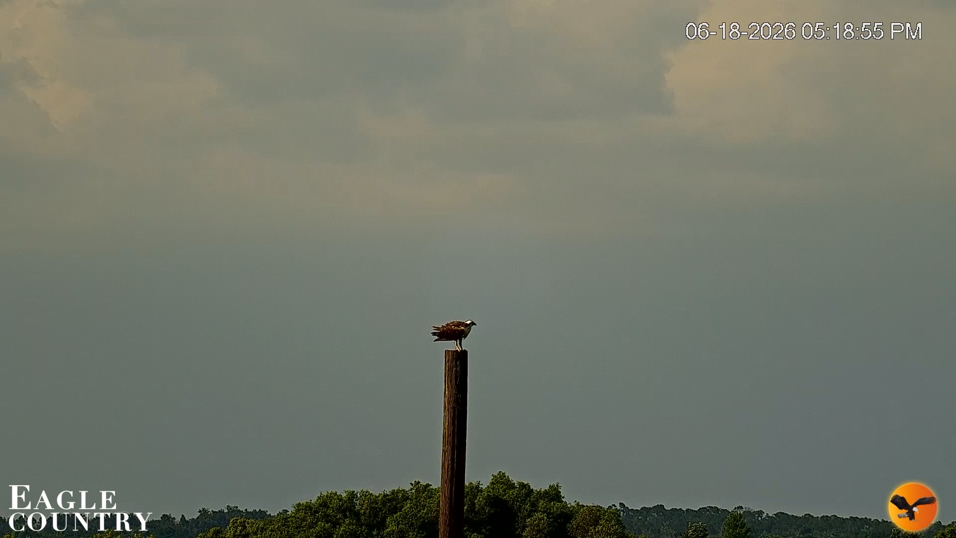 Snapshot of Southwest Florida River Wildlife Live Cams taken Jun 18, 2026, 5:19pm EDT