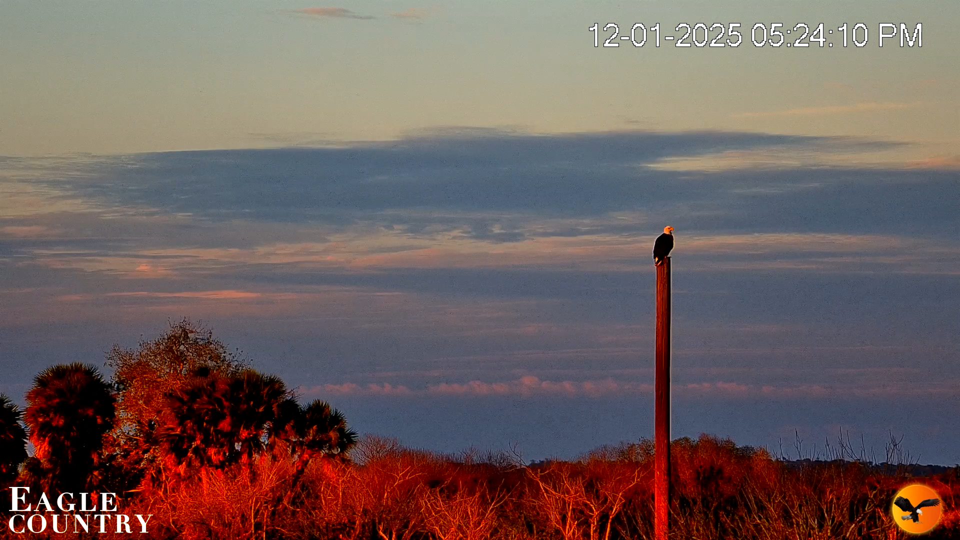 Snapshot of Southwest Florida River Wildlife Live Cams taken Dec 1, 2025, 5:25pm EST