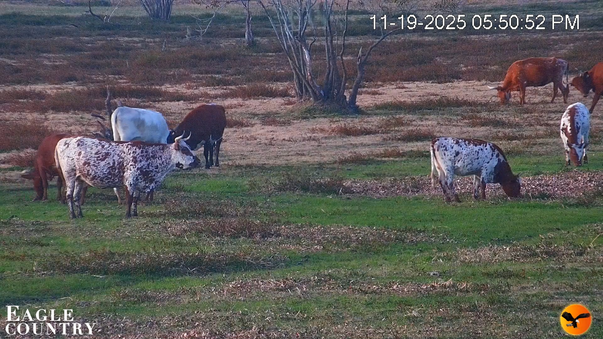 Snapshot of Southwest Florida River Wildlife Live Cams taken Nov 19, 2025, 6:05pm EST