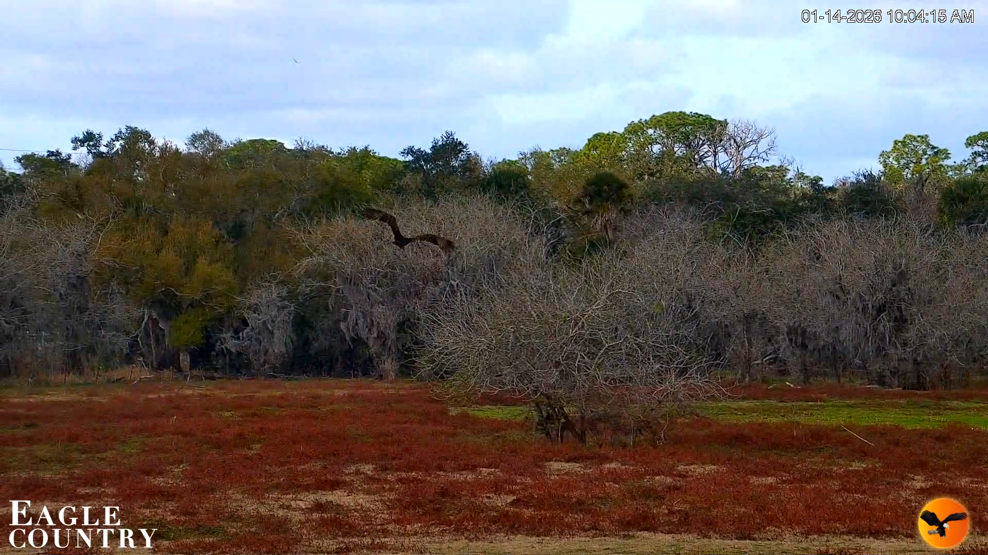 Snapshot of Southwest Florida River Wildlife Live Cams taken Jan 14, 2026, 10:05am EST