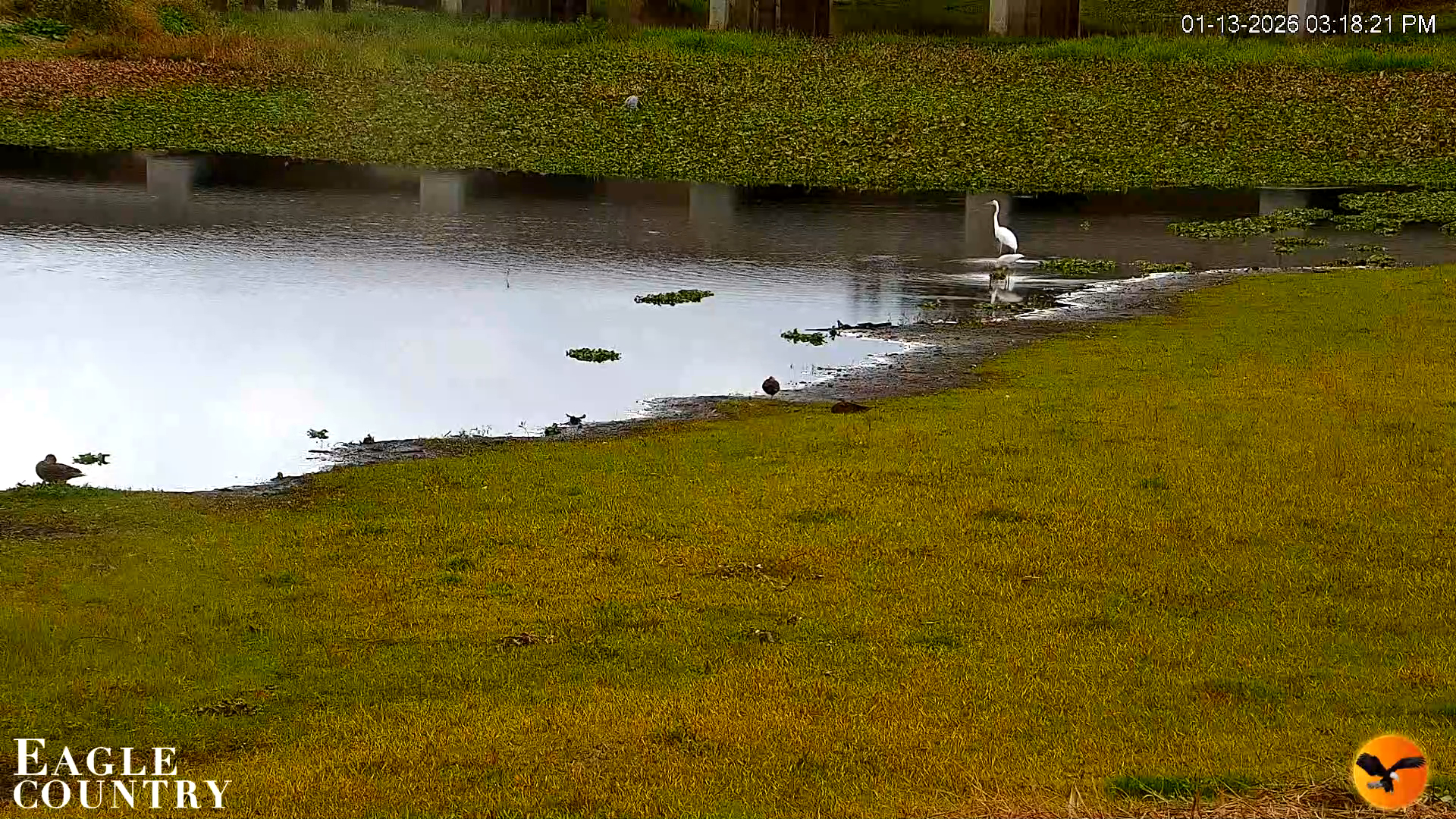 Snapshot of Southwest Florida River Wildlife Live Cams taken Jan 13, 2026, 3:19pm EST