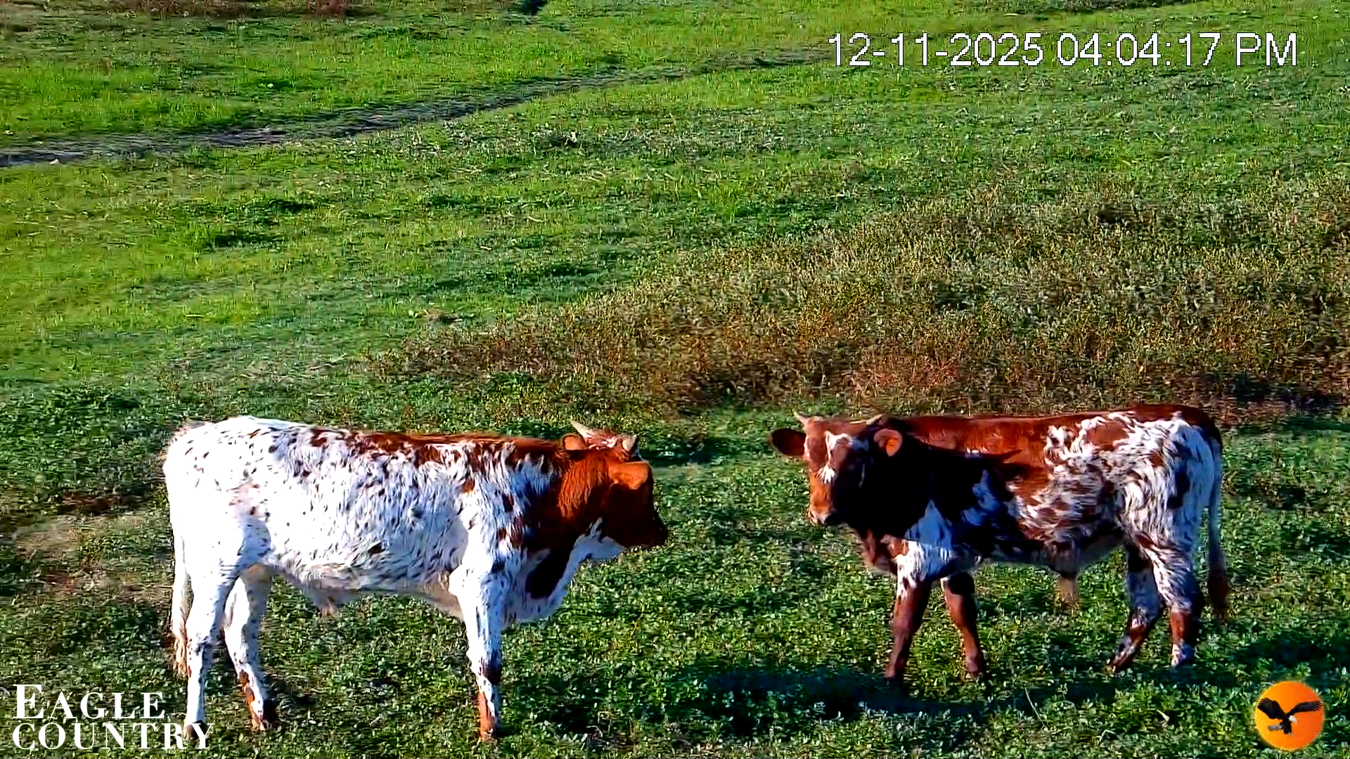 Snapshot of Southwest Florida River Wildlife Live Cams taken Dec 11, 2025, 6:38pm EST