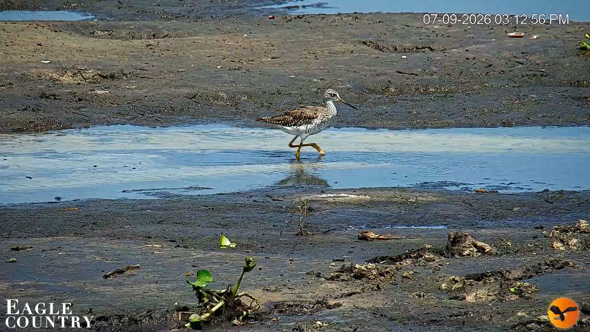Snapshot of Southwest Florida River Wildlife Live Cams taken Jul 9, 2026, 8:05pm EDT