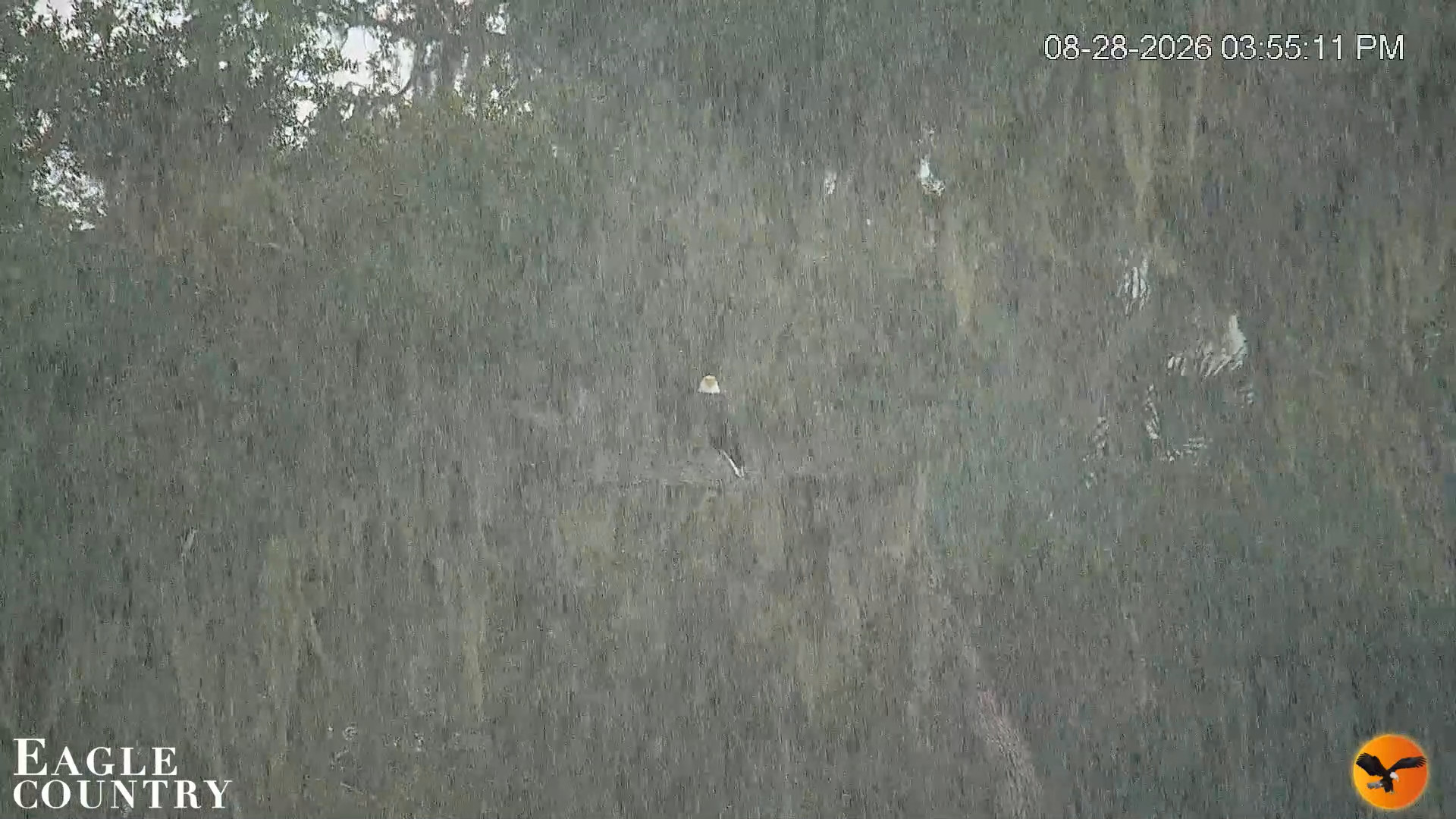 Snapshot of Southwest Florida River Wildlife Live Cams taken Aug 28, 2026, 3:56pm EDT