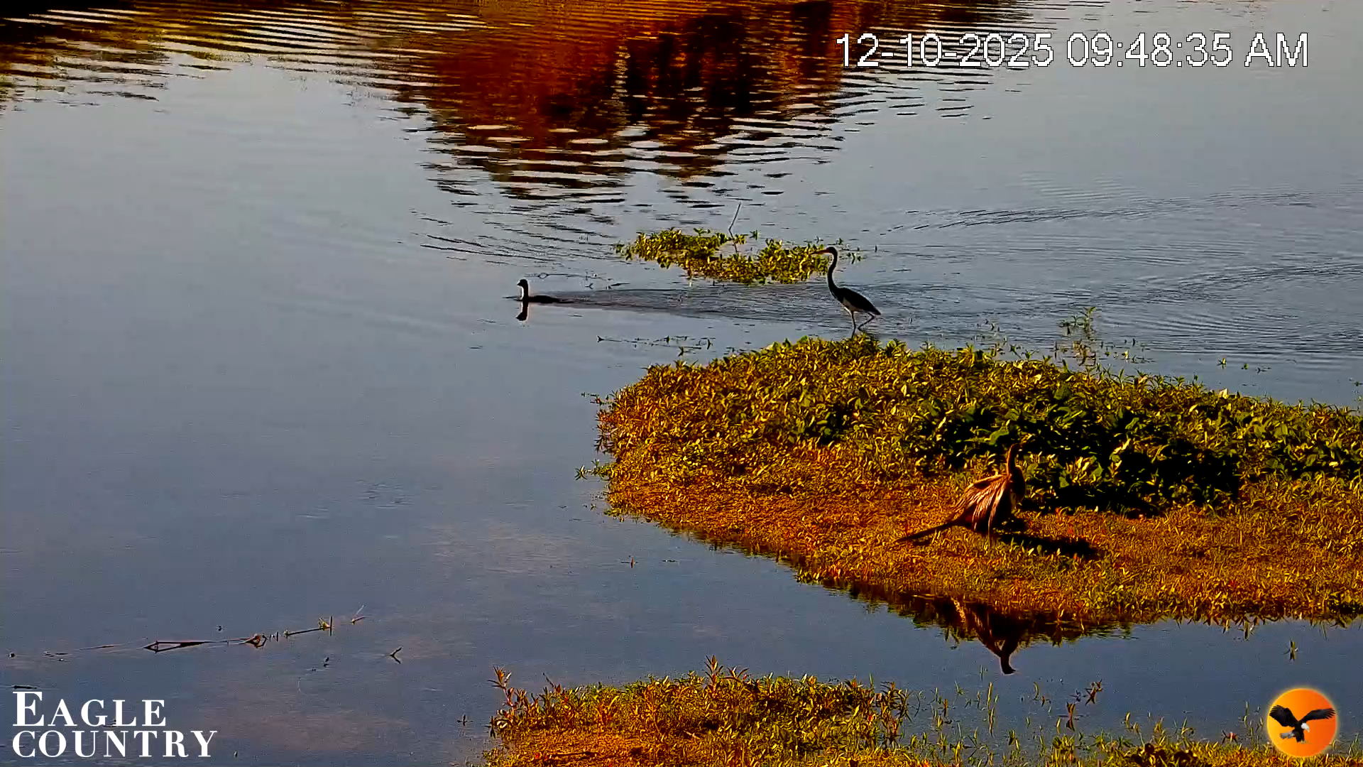 Snapshot of Southwest Florida River Wildlife Live Cams taken Dec 10, 2025, 9:50am EST