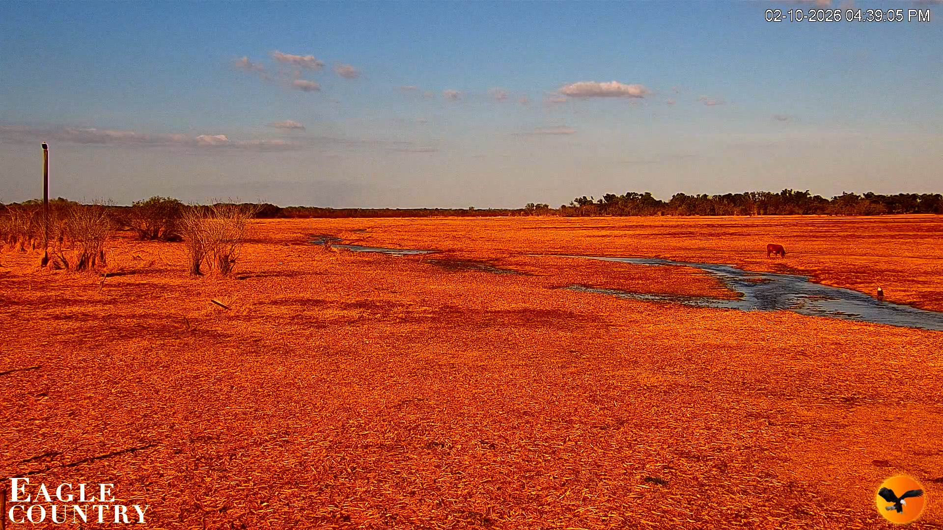 Snapshot of Southwest Florida River Wildlife Live Cams taken Feb 10, 2026, 4:40pm EST