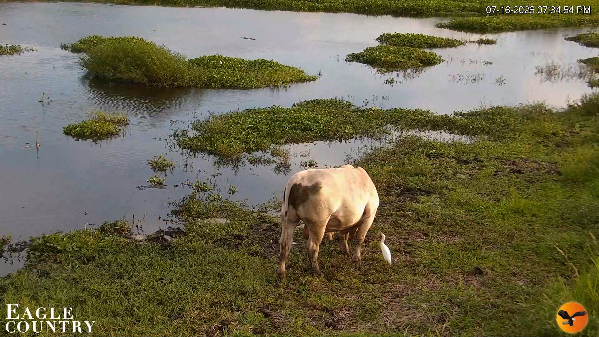 Snapshot of Southwest Florida River Wildlife Live Cams taken Jul 16, 2026, 7:35pm EDT