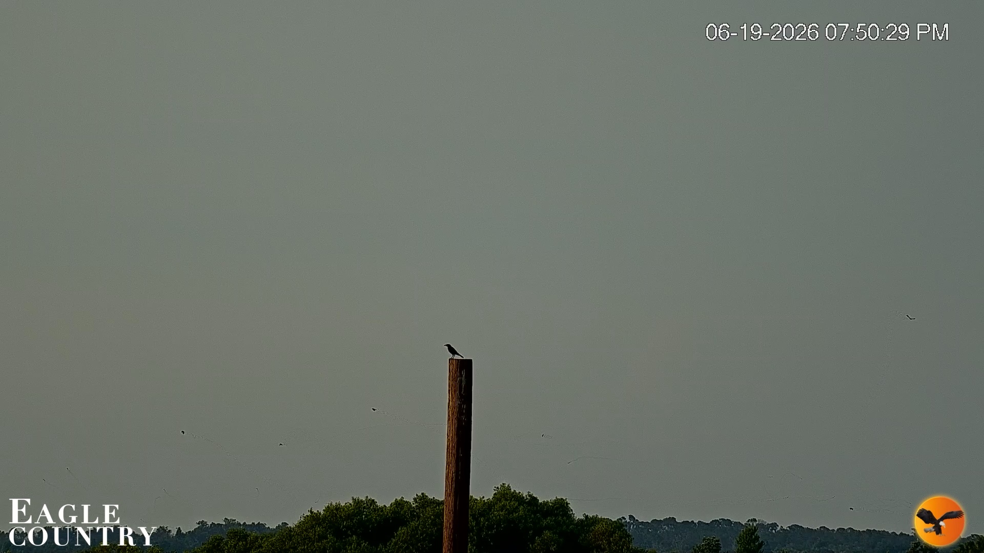 Snapshot of Southwest Florida River Wildlife Live Cams taken Jun 19, 2026, 7:51pm EDT