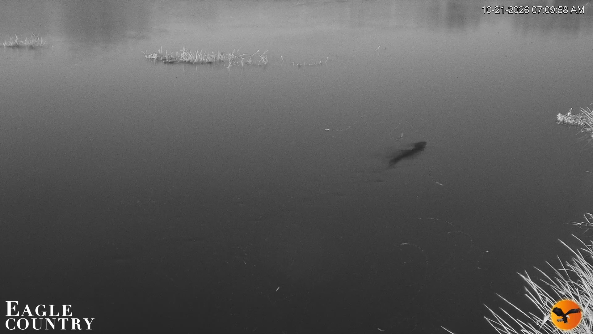 Snapshot of Southwest Florida River Wildlife Live Cams taken Oct 21, 2026, 7:10am EDT