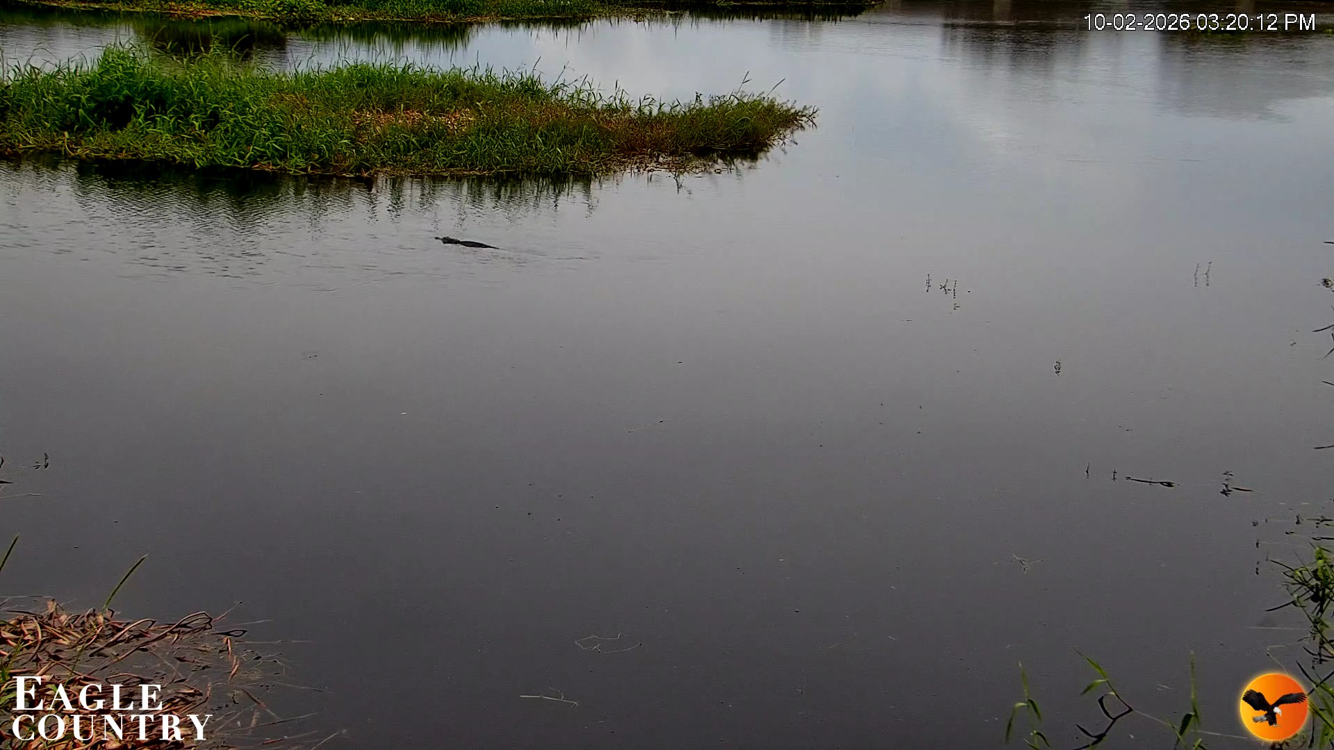 Snapshot of Southwest Florida River Wildlife Live Cams taken Oct 2, 2026, 3:20pm EDT