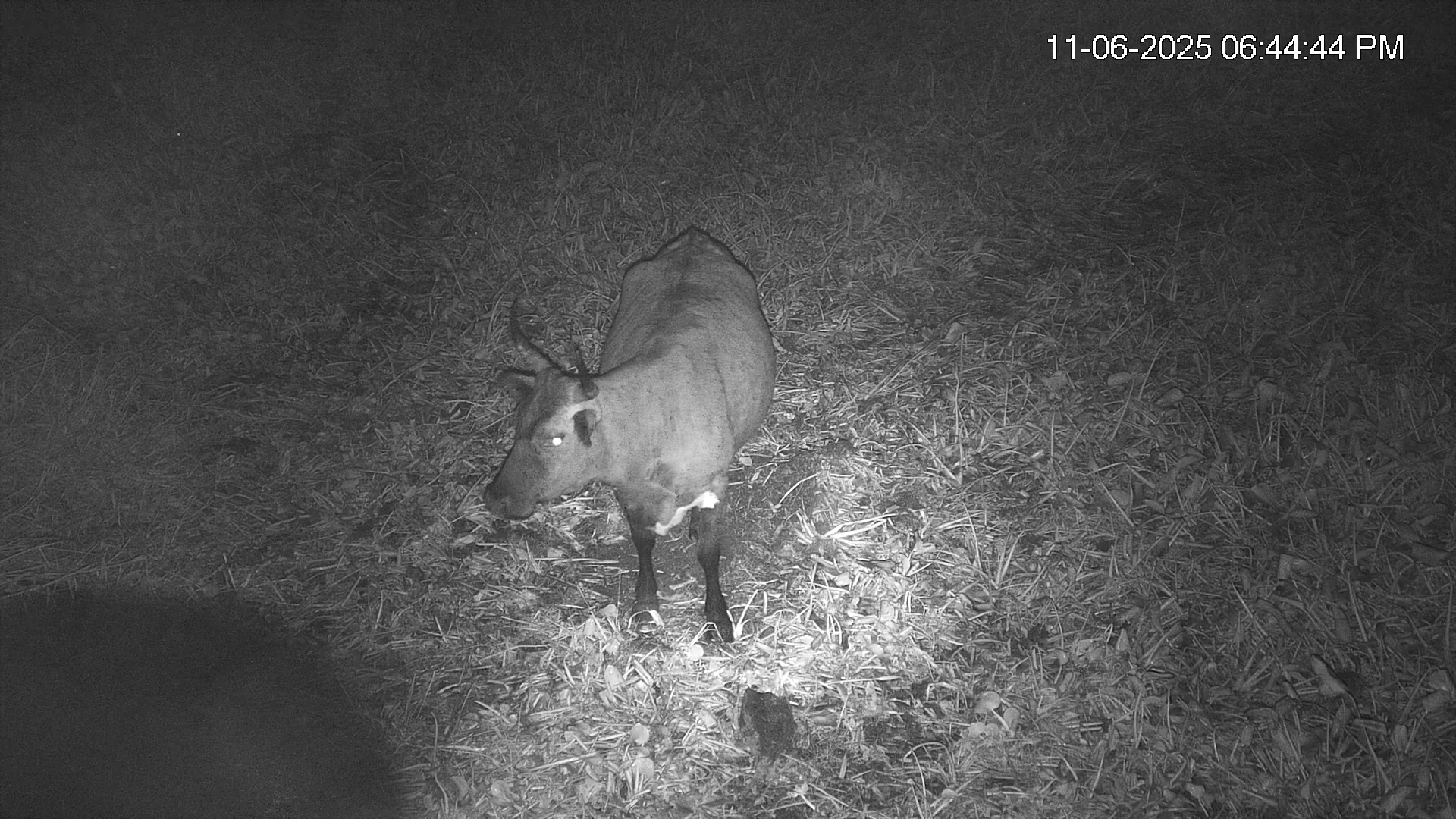 Snapshot of Southwest Florida River Wildlife Live Cams taken Nov 6, 2025, 8:14pm EST