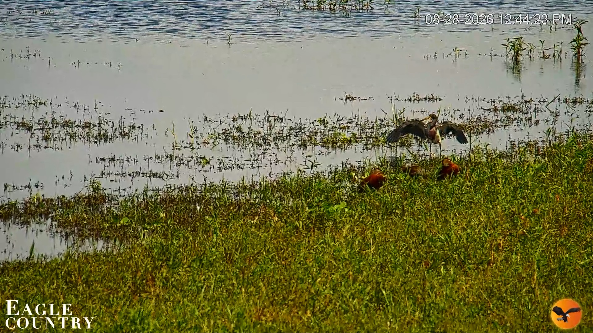 Snapshot of Southwest Florida River Wildlife Live Cams taken Aug 28, 2026, 12:45pm EDT