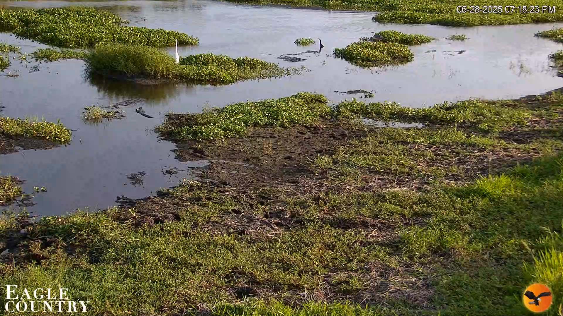 Snapshot of Southwest Florida River Wildlife Live Cams taken Jun 28, 2026, 7:19pm EDT