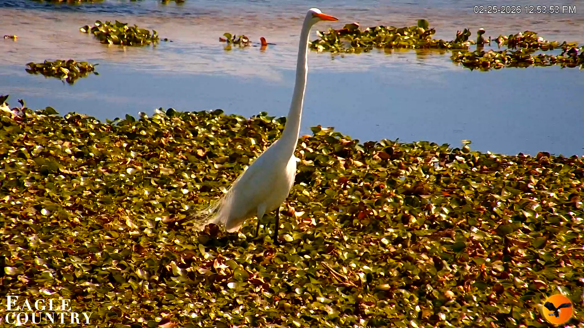 Snapshot of Southwest Florida River Wildlife Live Cams taken Feb 25, 2026, 12:54pm EST
