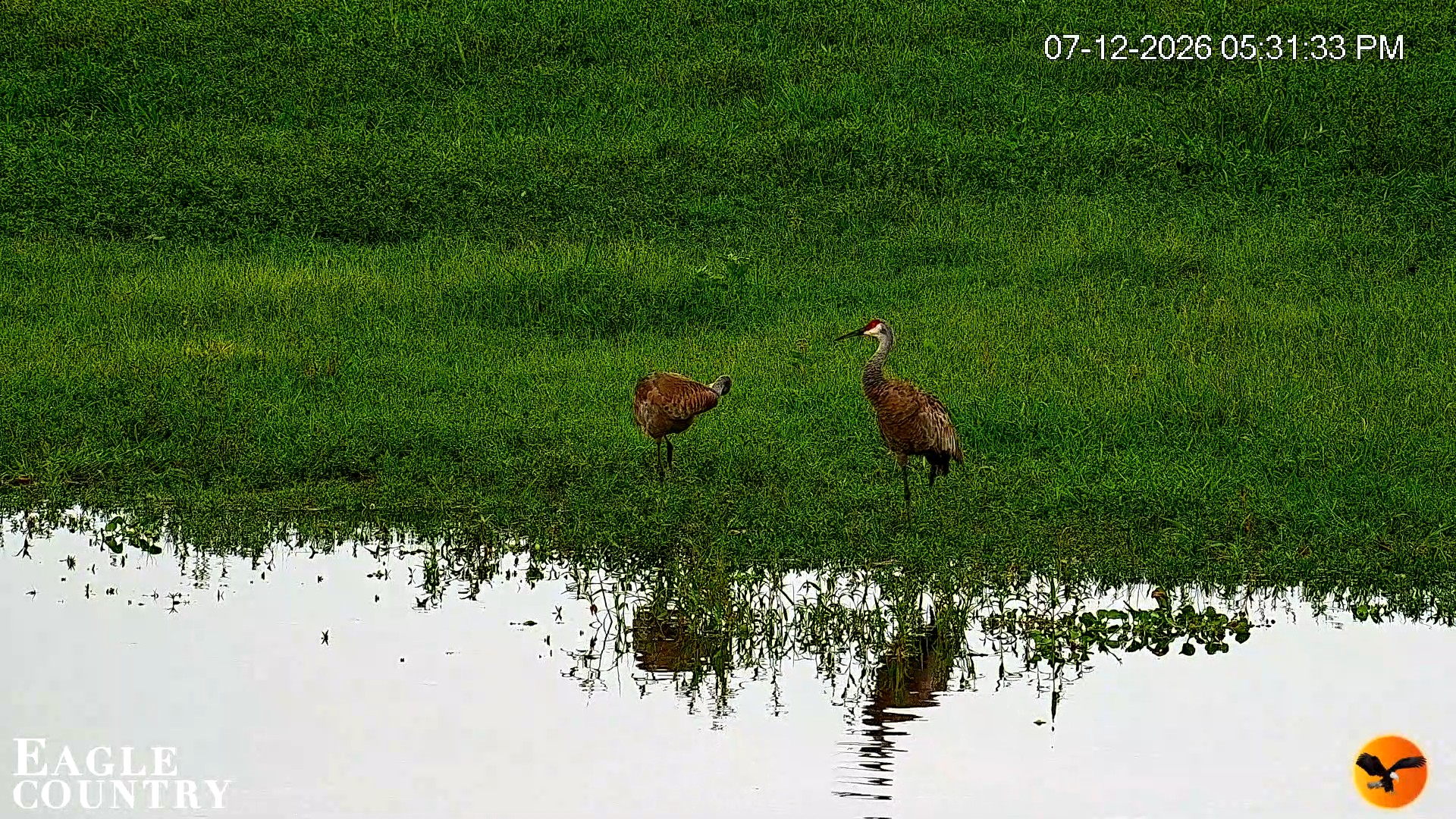 Snapshot of Southwest Florida River Wildlife Live Cams taken Jul 12, 2026, 5:32pm EDT