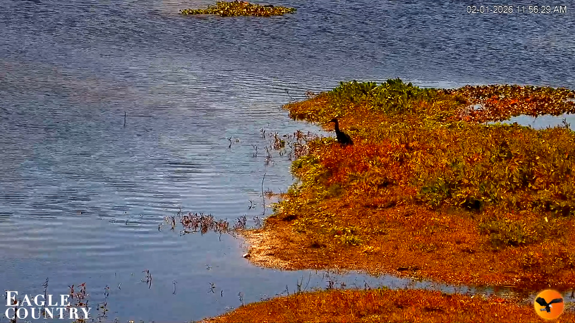 Snapshot of Southwest Florida River Wildlife Live Cams taken Feb 1, 2026, 11:57am EST