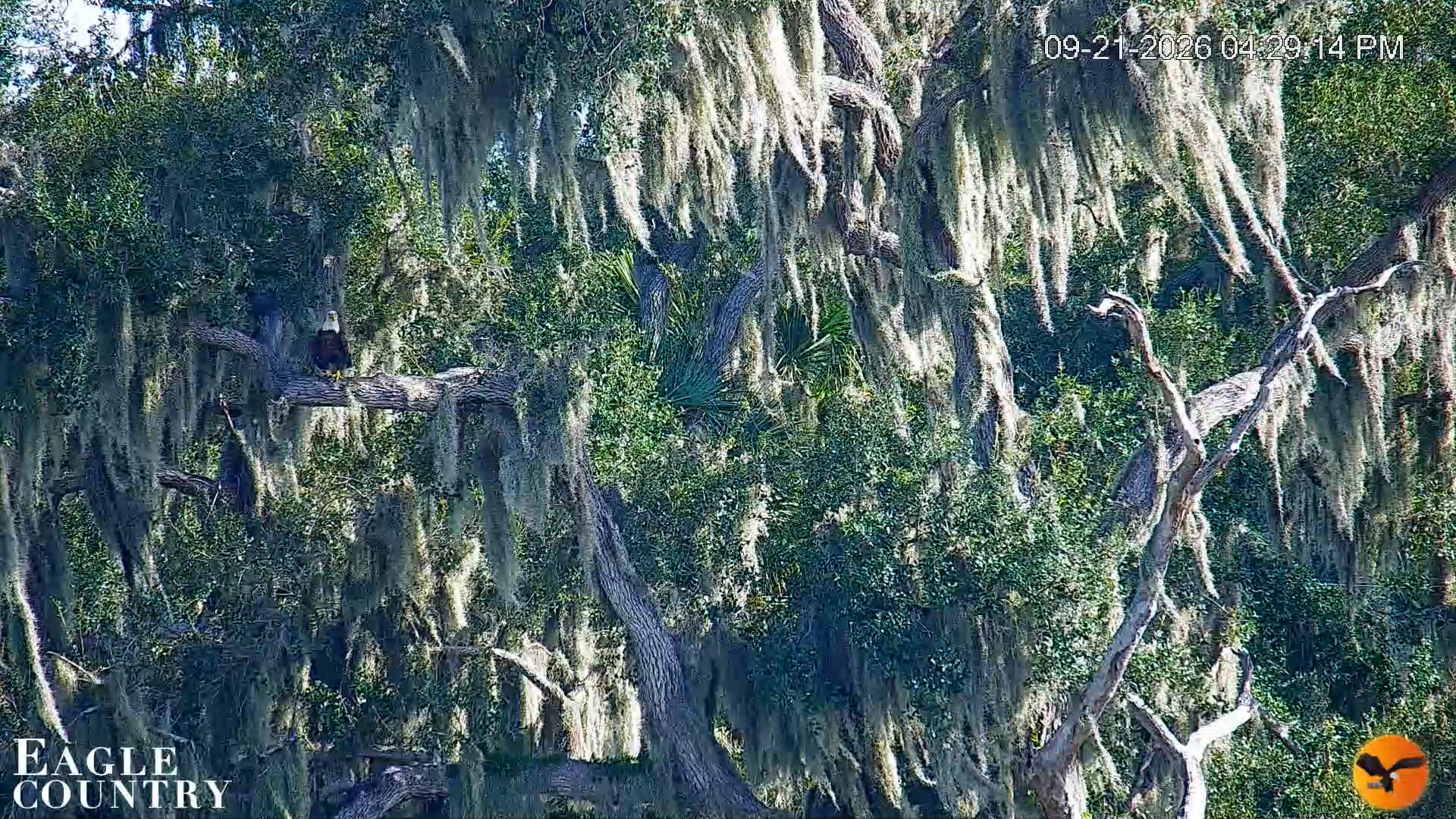 Snapshot of Southwest Florida River Wildlife Live Cams taken Sep 21, 2026, 4:29pm EDT