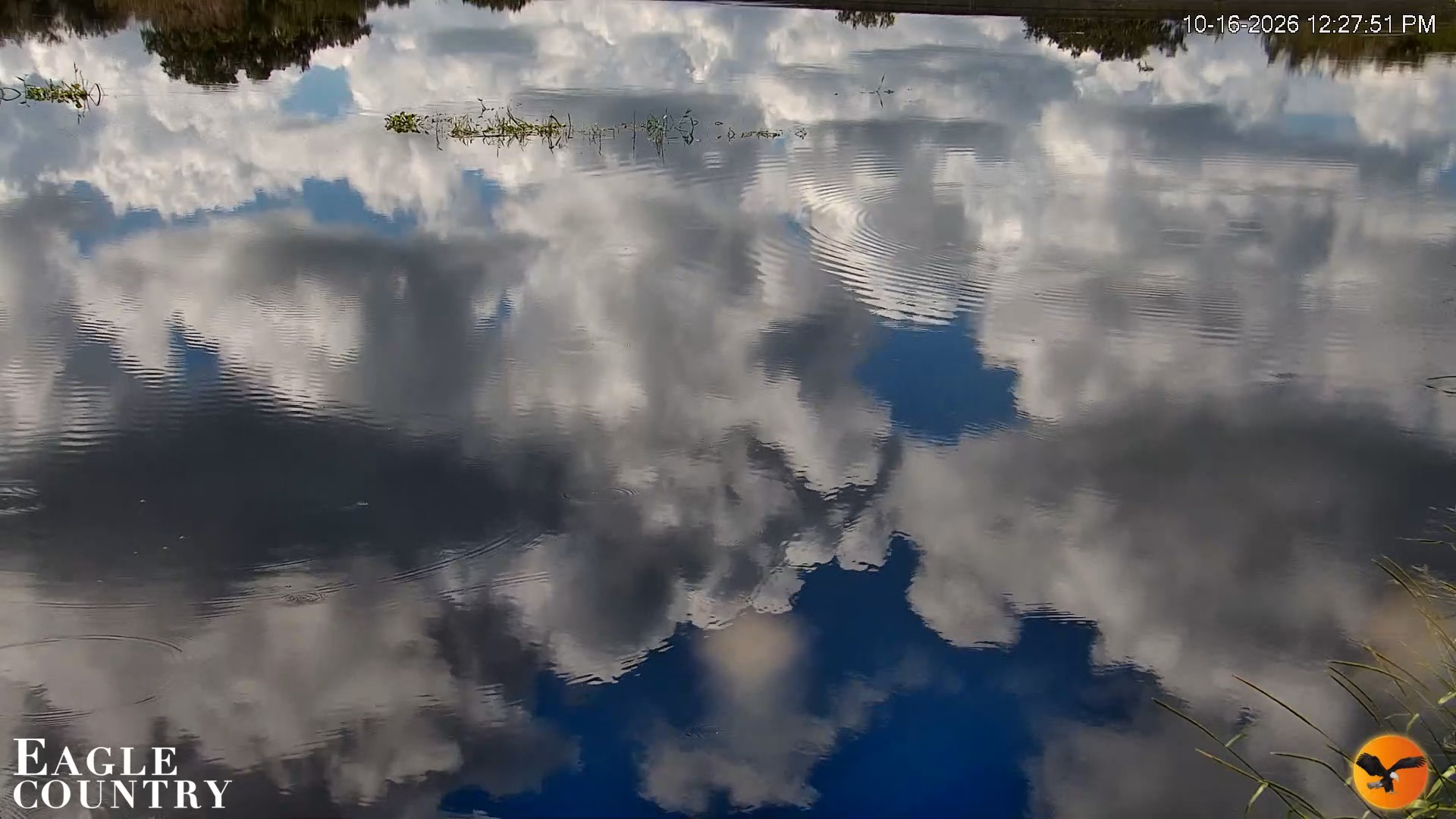 Snapshot of Southwest Florida River Wildlife Live Cams taken Oct 16, 2026, 12:29pm EDT