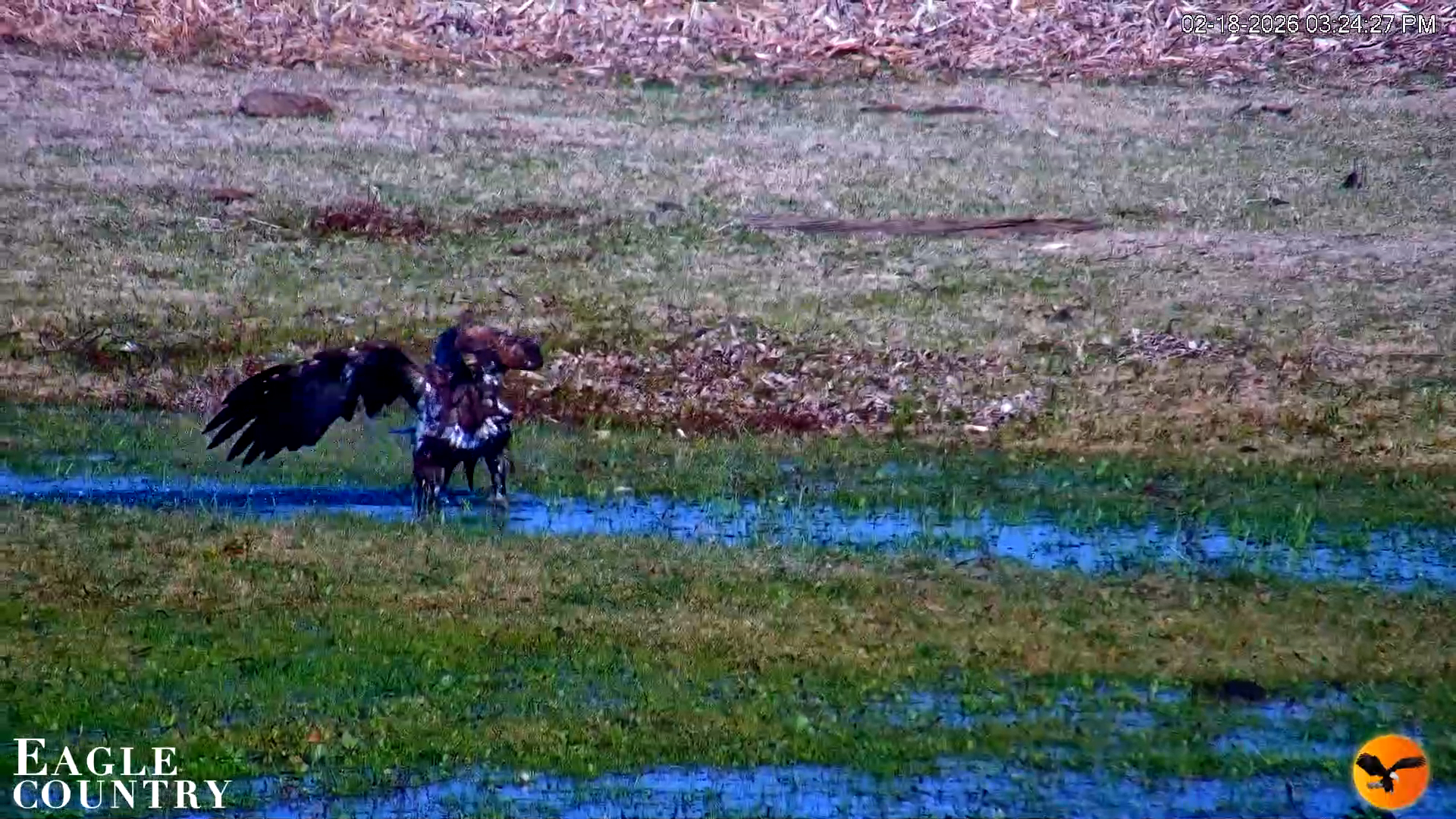 Snapshot of Southwest Florida River Wildlife Live Cams taken Feb 18, 2026, 3:25pm EST