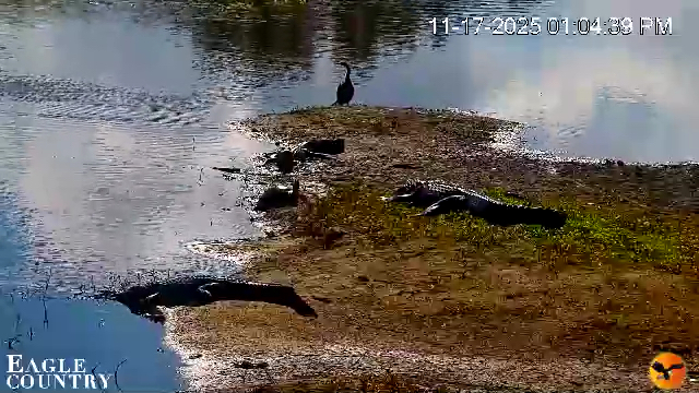 Snapshot of Southwest Florida River Wildlife Live Cams taken Nov 17, 2025, 1:07pm EST