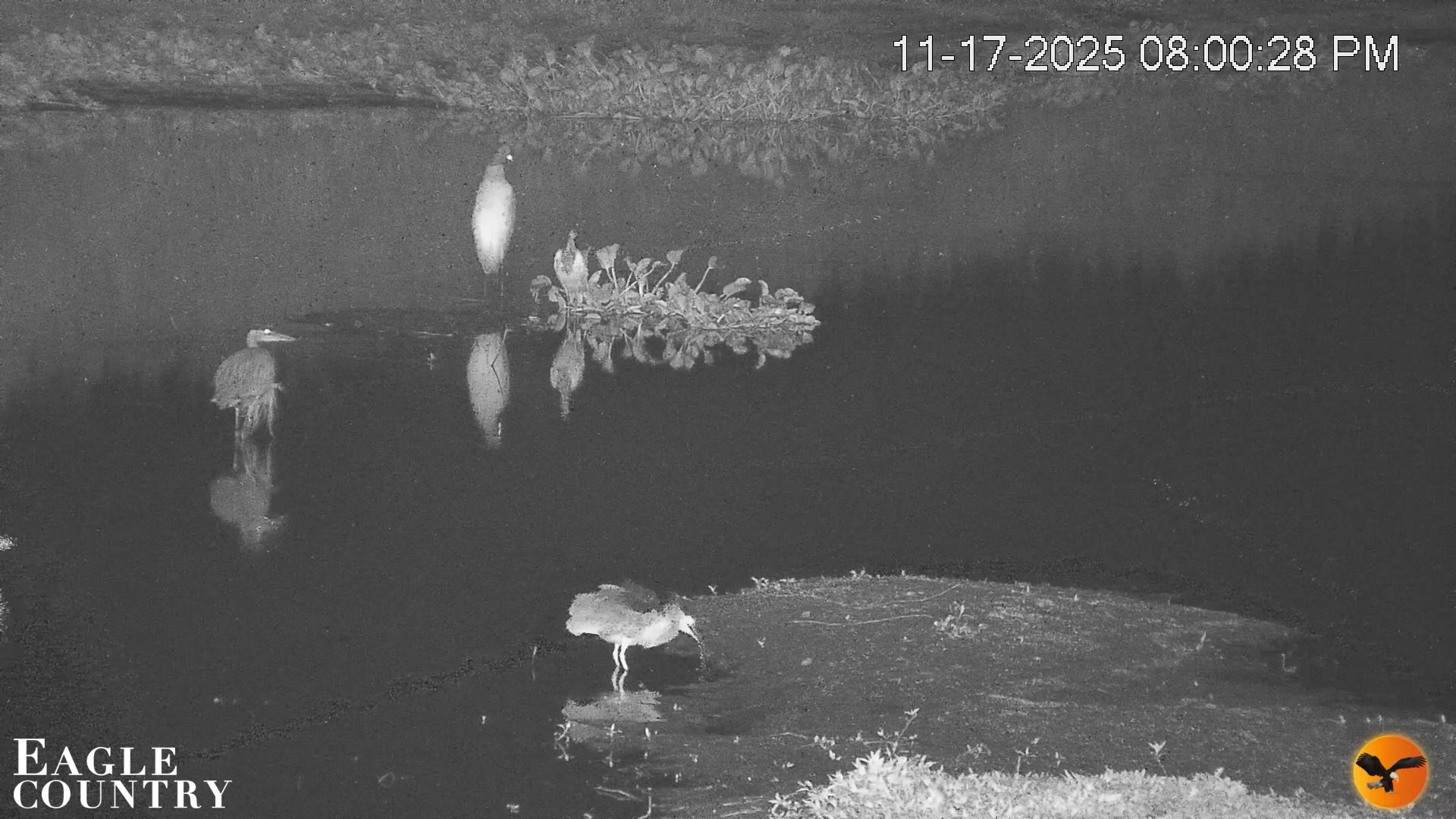 Snapshot of Southwest Florida River Wildlife Live Cams taken Nov 17, 2025, 8:02pm EST