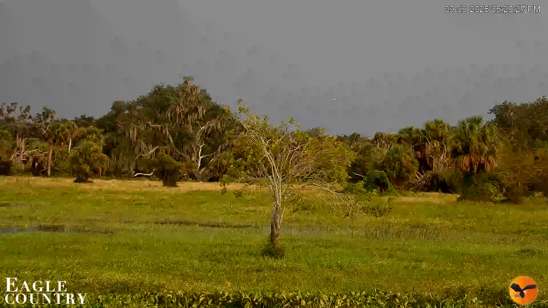 Snapshot of Southwest Florida River Wildlife Live Cams taken Sep 9, 2026, 6:29pm EDT