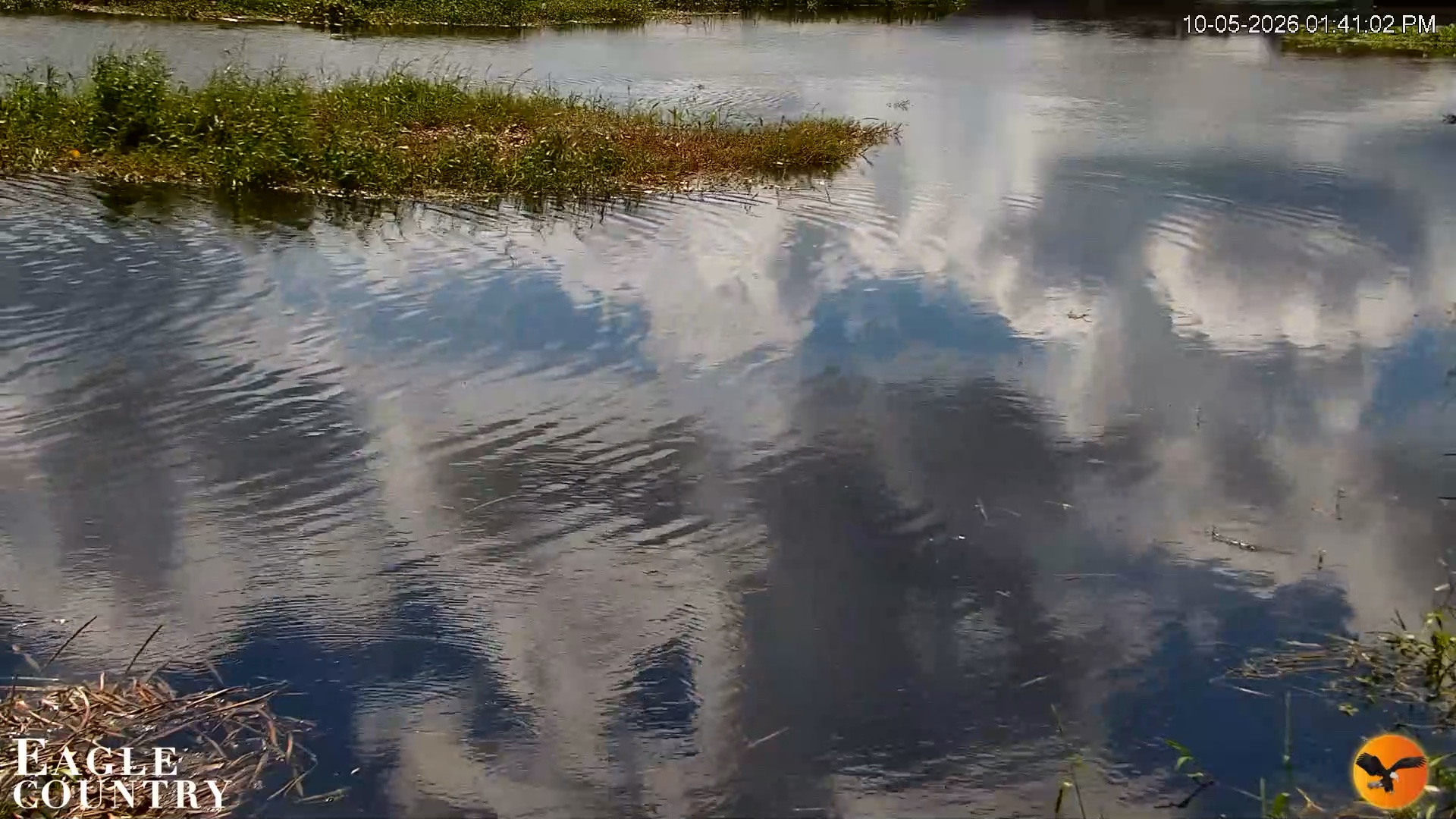 Snapshot of Southwest Florida River Wildlife Live Cams taken Oct 5, 2026, 1:41pm EDT